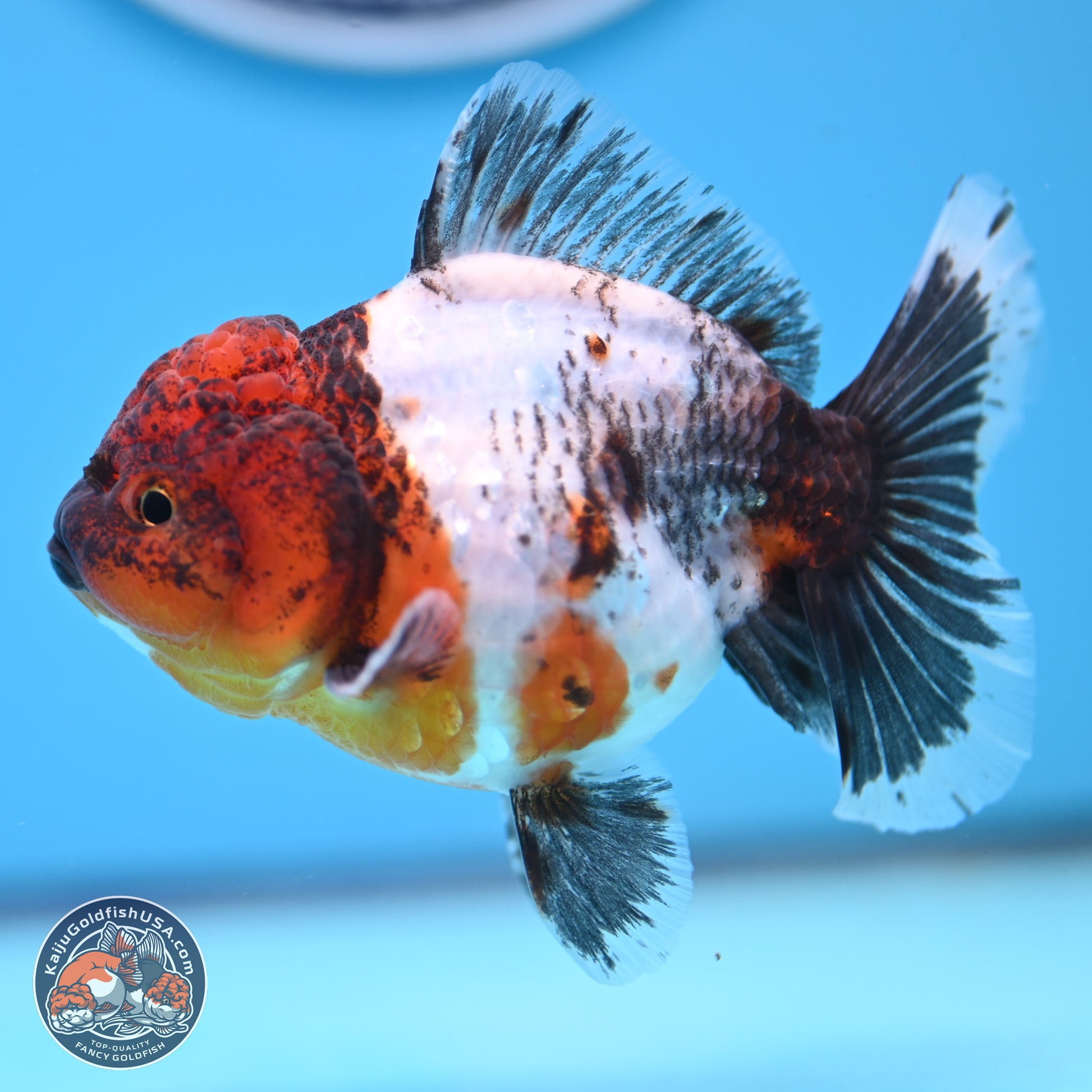 Shogun Calico Oranda 3.5-4 inches (241004_OR05) - Kaiju Goldfish USA