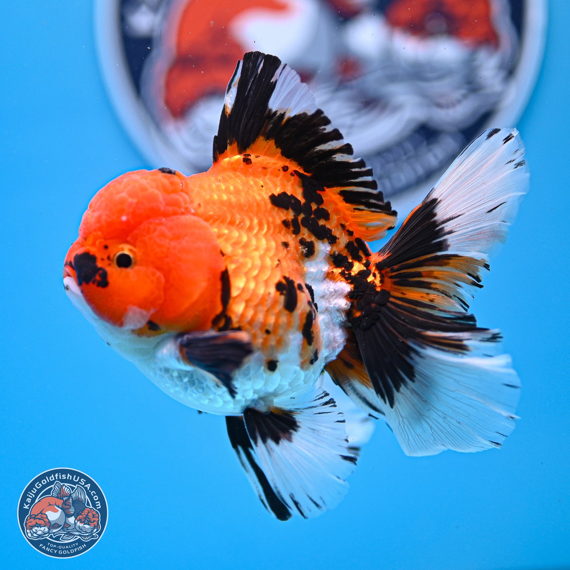 Tricolor Rose Tail Oranda 3in Body (240830_OR05) - Kaiju Goldfish USA