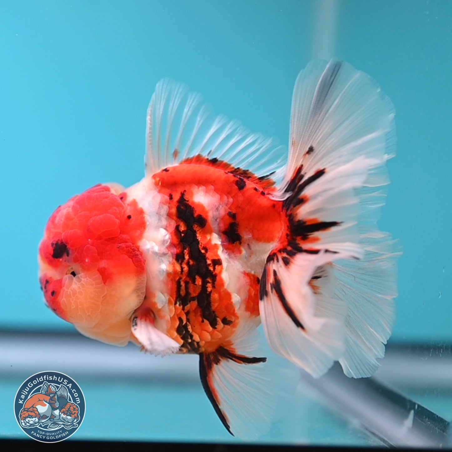 Tricolor Tiger Rose Tail Oranda 3.75 inches Body - Male (250207_OR05)