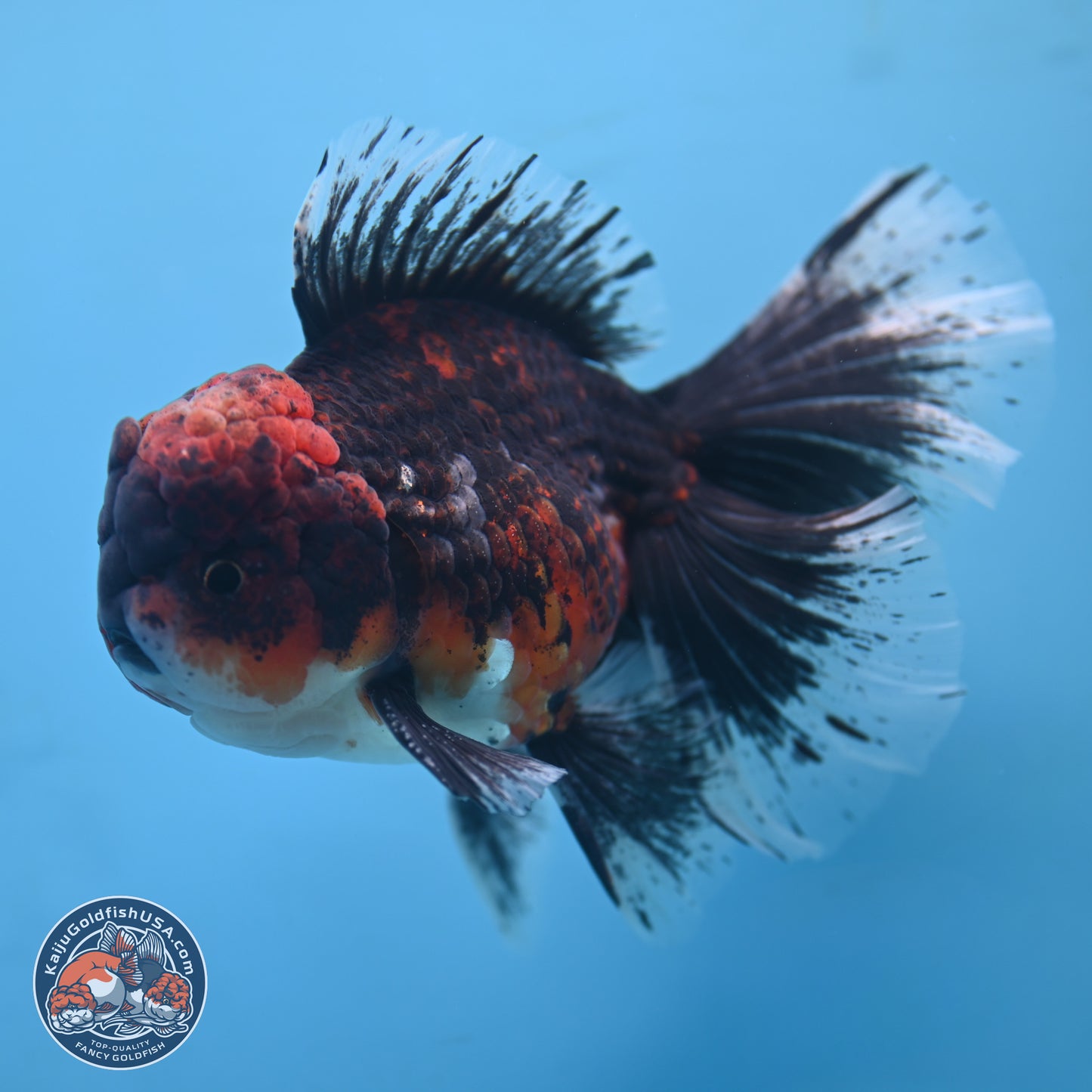 Red Kirin Rose Tail Oranda 6.5 inches - Male (241115_OR05) - Kaiju Goldfish USA