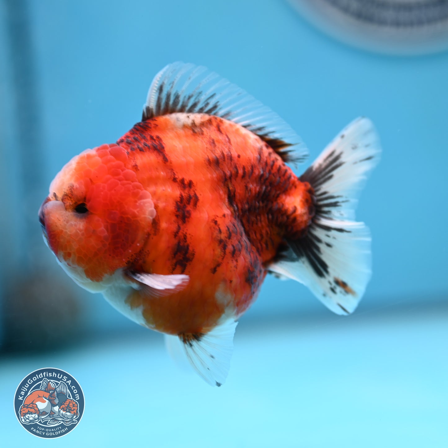 Tricolor Tiger YuanBao Oranda 3.25 inches Body - Male (250321_OR05)
