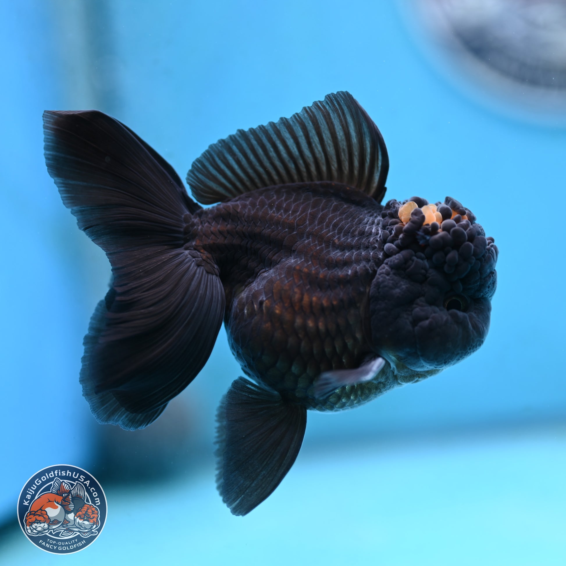 Marbled Wen Black Rose Tail Oranda 3 inches Body - Male (250117_OR05) - Kaiju Goldfish USA