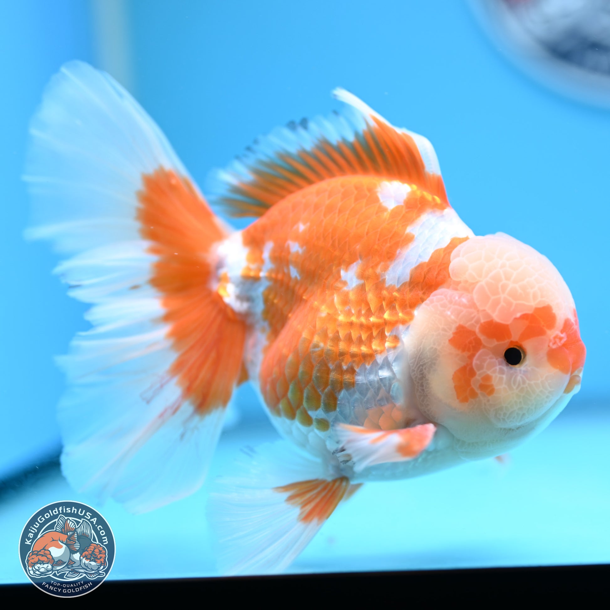 Red White Rose Tail Oranda 4-6.5 inches (240906_OR05) - Kaiju Goldfish USA