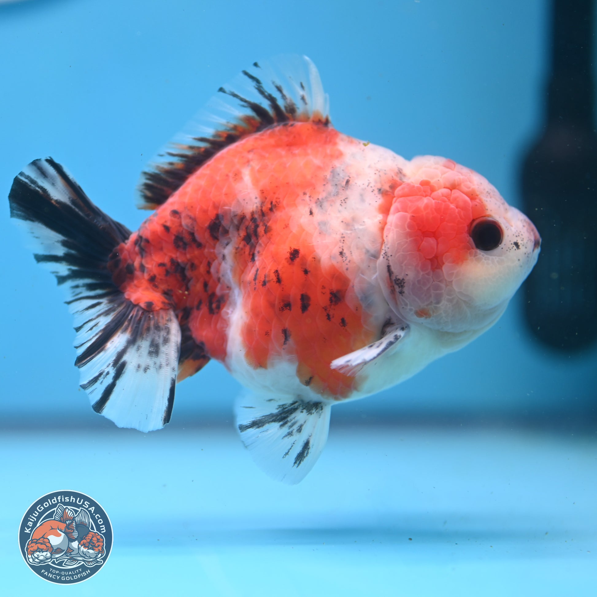 Tricolor Sakura YuanBao Oranda 5 inches - Male (241122_OR05) - Kaiju Goldfish USA