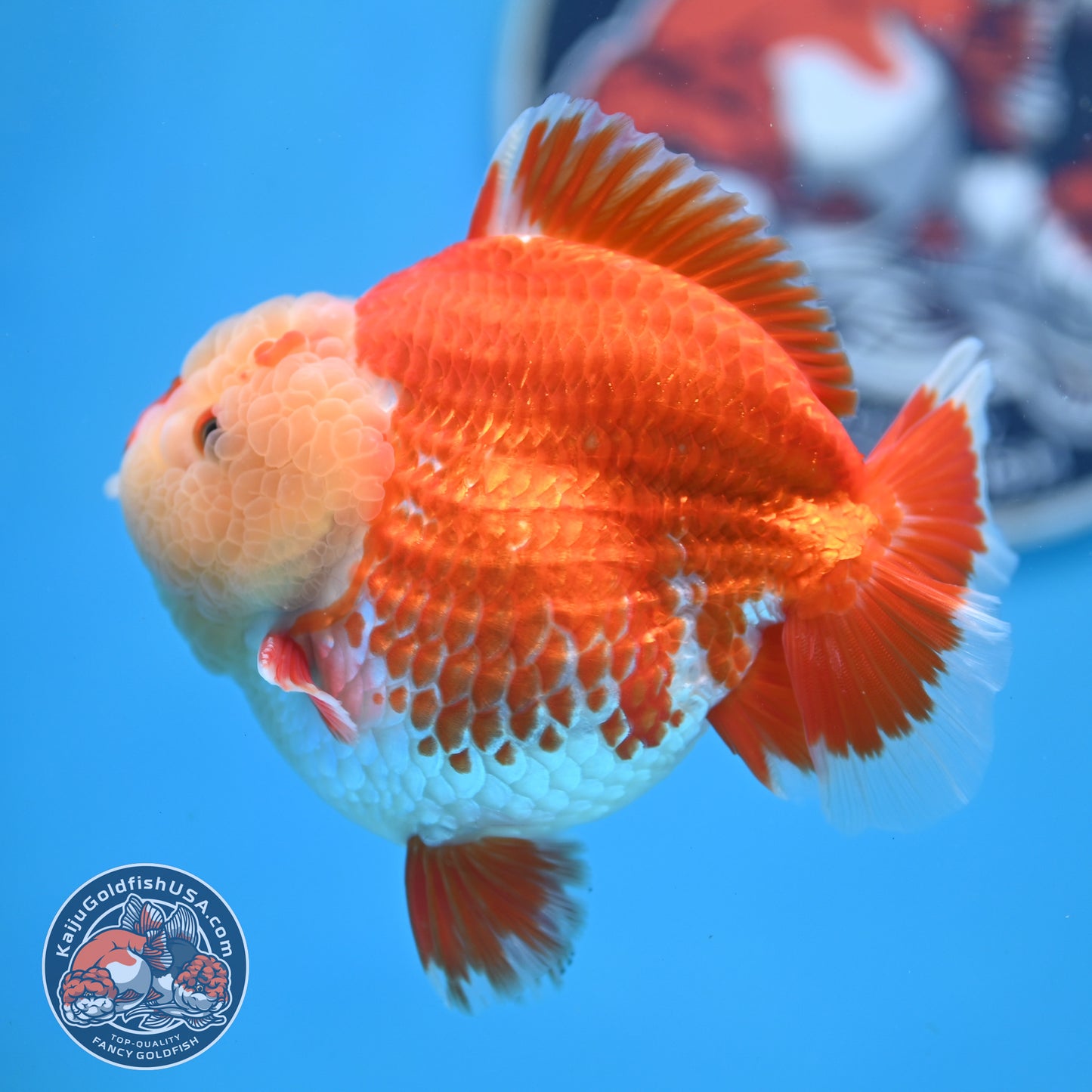 Chicken Face Red White Oranda 4 inches Body (250523_OR05)
