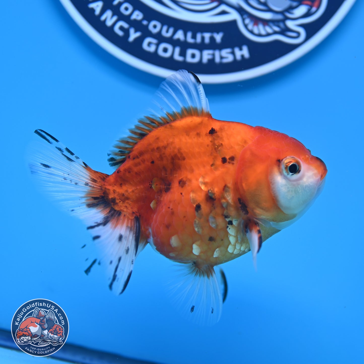 Calico Oranda 3.25in Body (240816_OR5) - Kaiju Goldfish USA