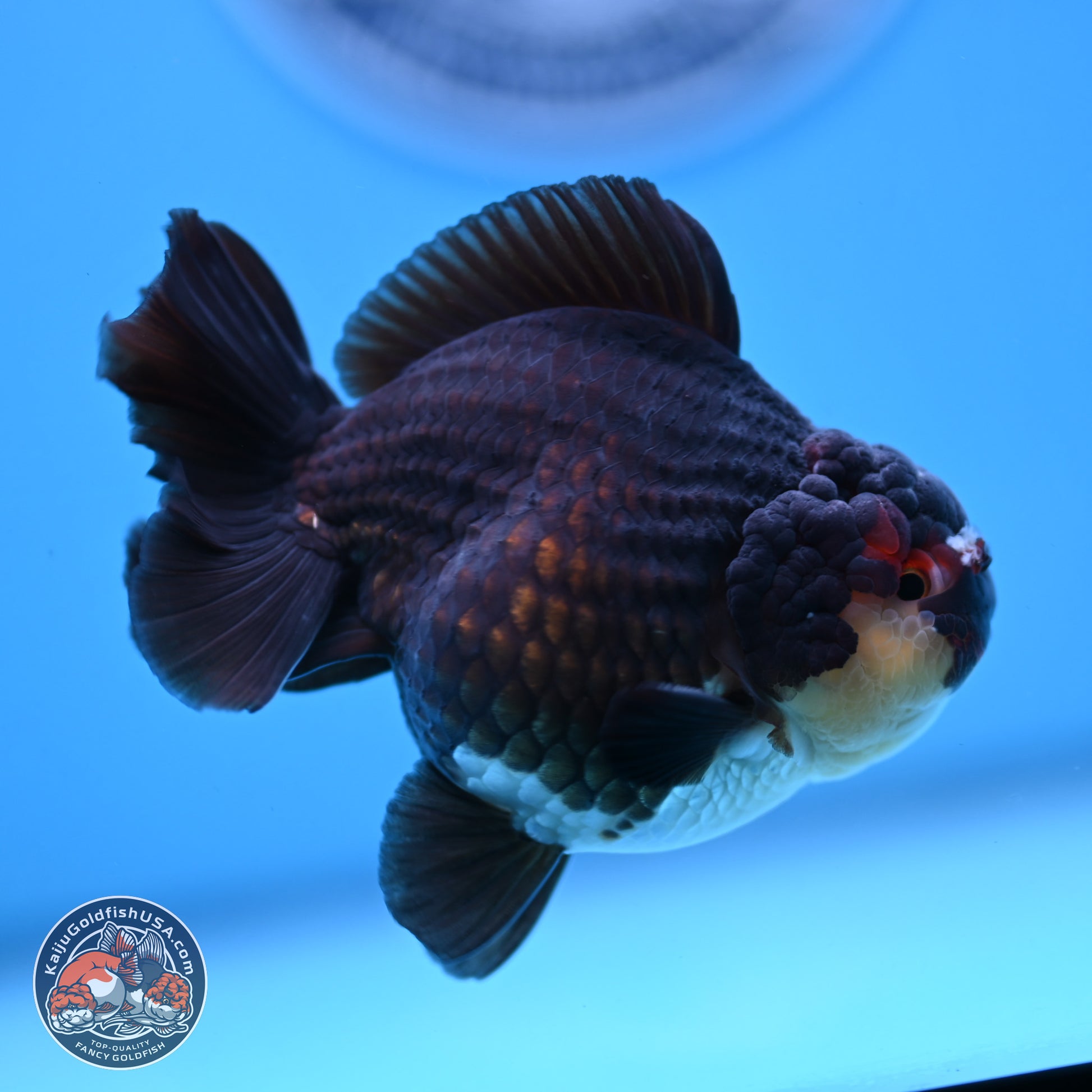 Panda YuanBao Oranda 3.5 inches Body - Male (250103_OR05) - Kaiju Goldfish USA