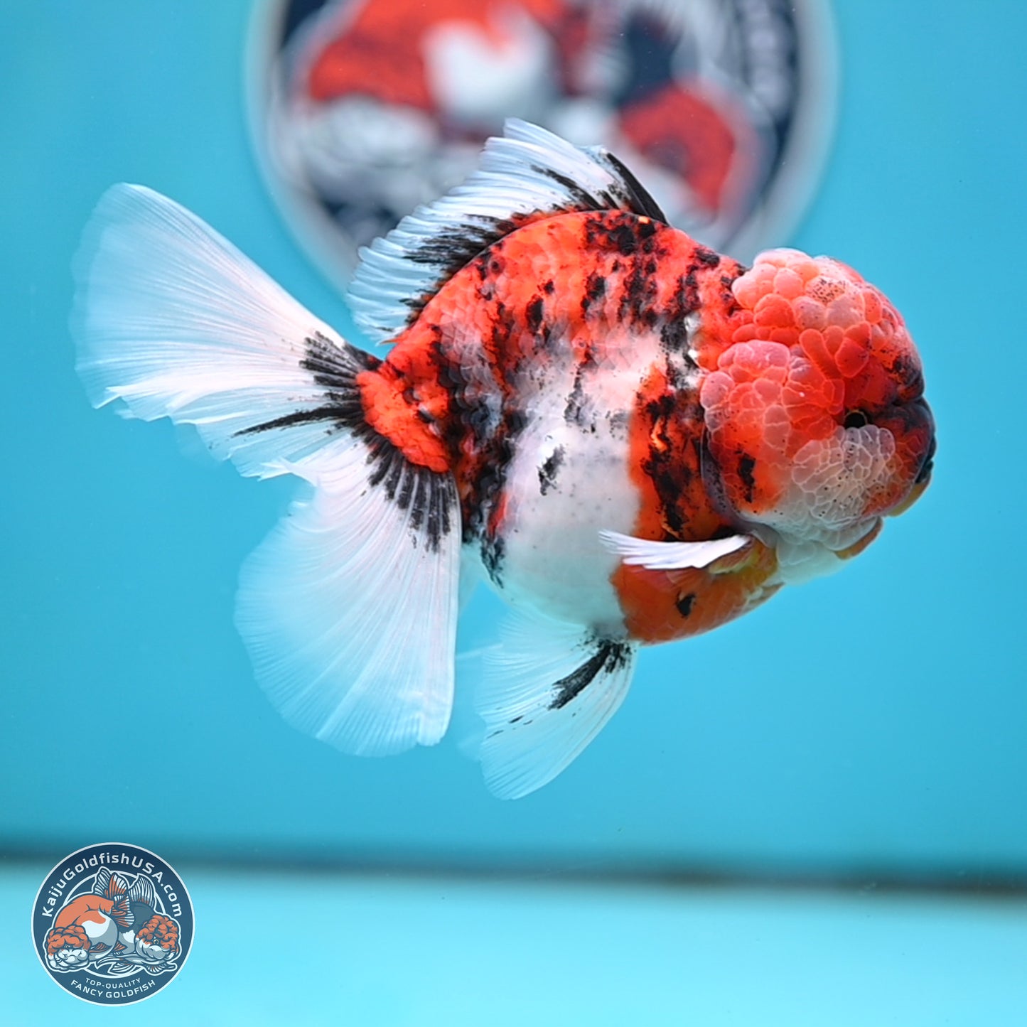 Tricolor Tiger Rose Tail Oranda 4 inches Body - Male (250404_OR05)