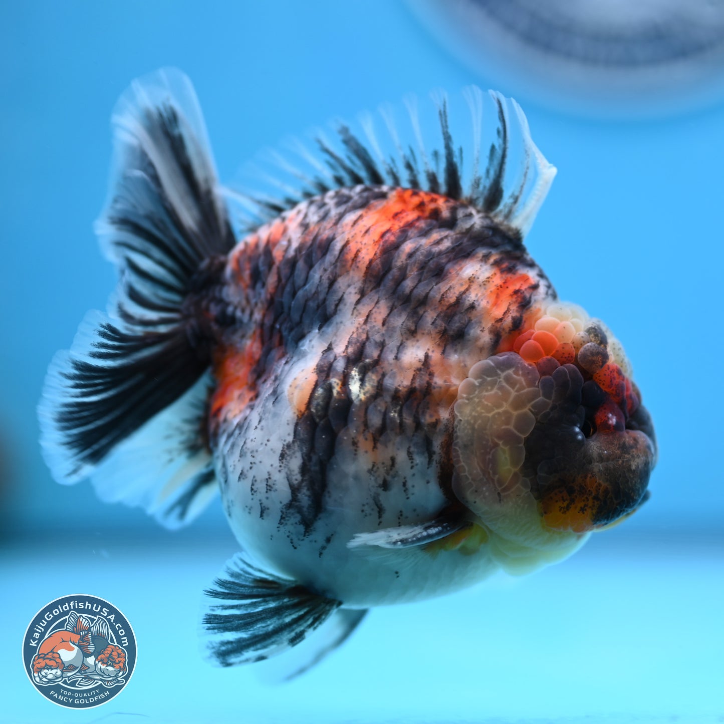 Tricolor Tiger YuanBao Oranda 3.75 inches Body - Male (250307_OR05)