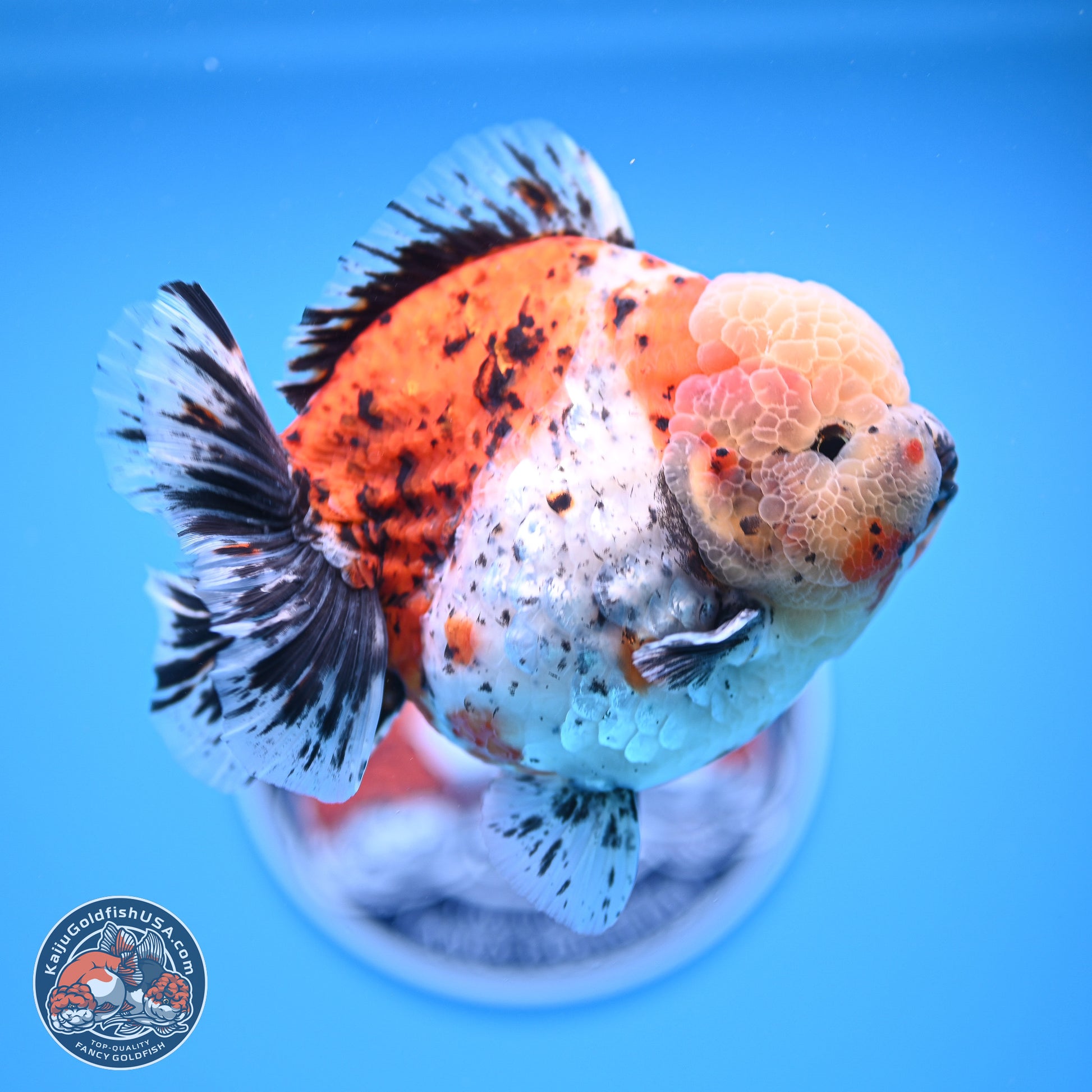 Jumbo Shogun Godzilla Calico Oranda 5in Body (240823_OR5) - Overnight shipping only - Kaiju Goldfish USA