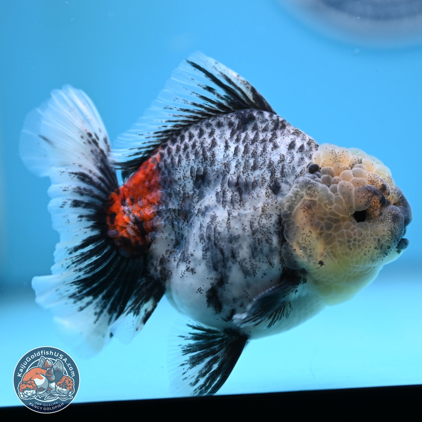 White Tiger Rose Tail Oranda 4.7 inches (241025_OR05) - Kaiju Goldfish USA