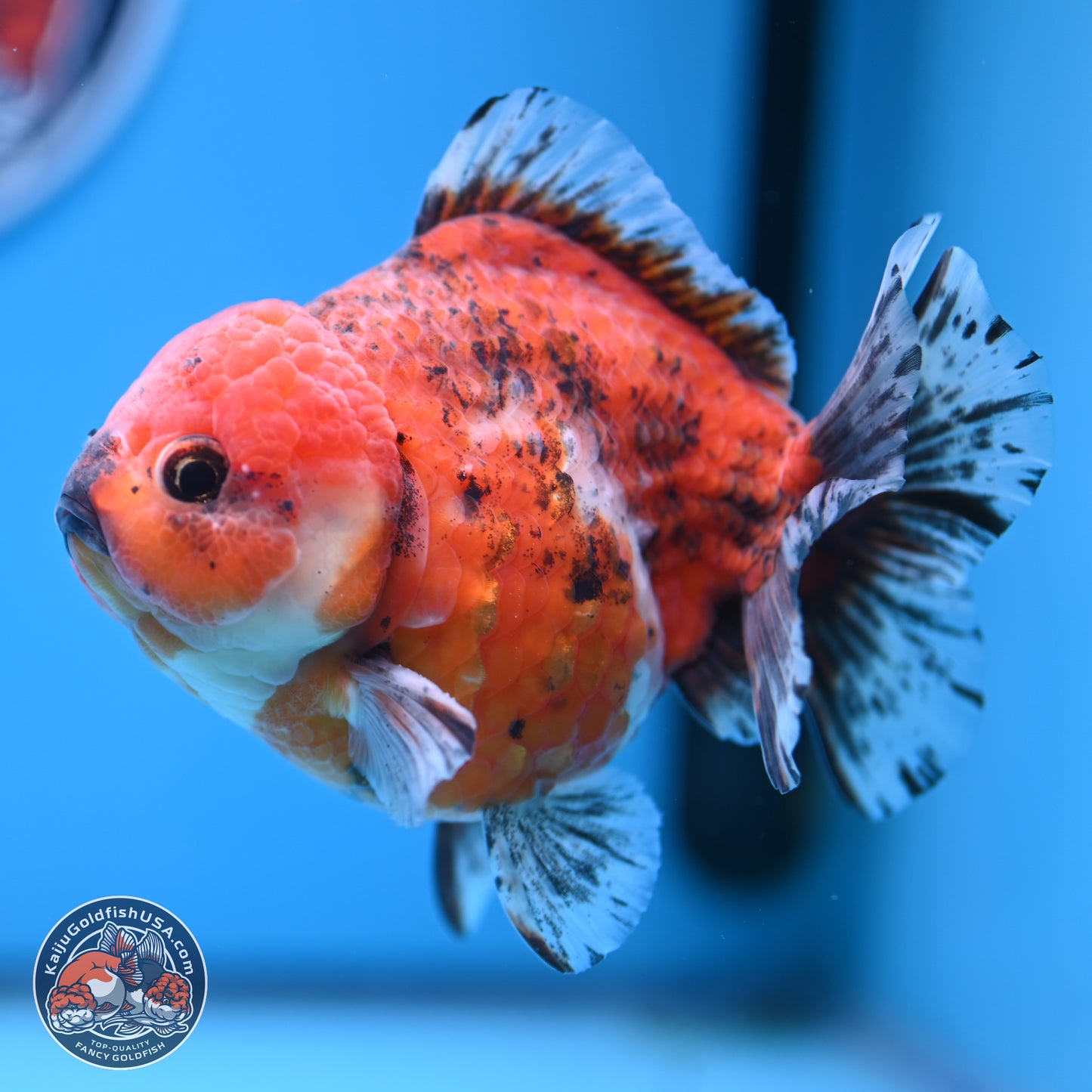 Tricolor Tiger YuanBao Oranda 5 inches - Male (241129_OR05) - Kaiju Goldfish USA