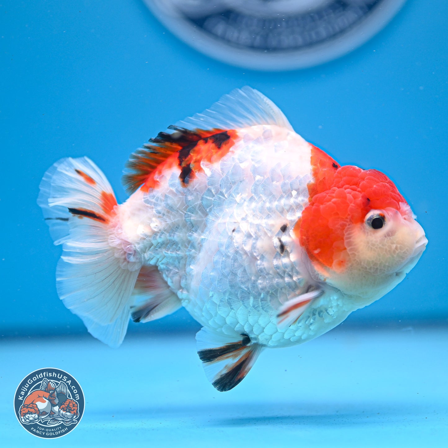 Tricolor YuanBao Oranda 4-5 inches (240920_OR05) - Kaiju Goldfish USA