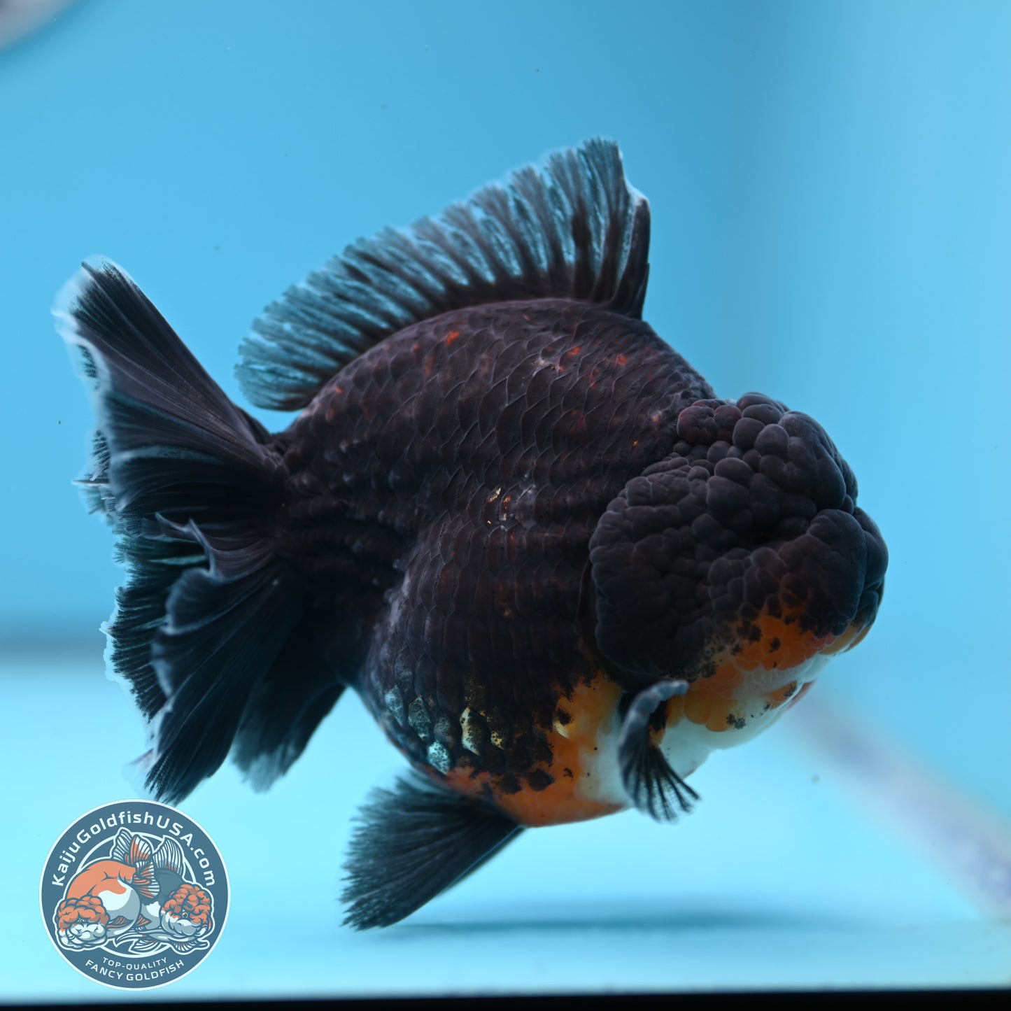 Kirin Oranda 4 inches Body (250530_OR05)