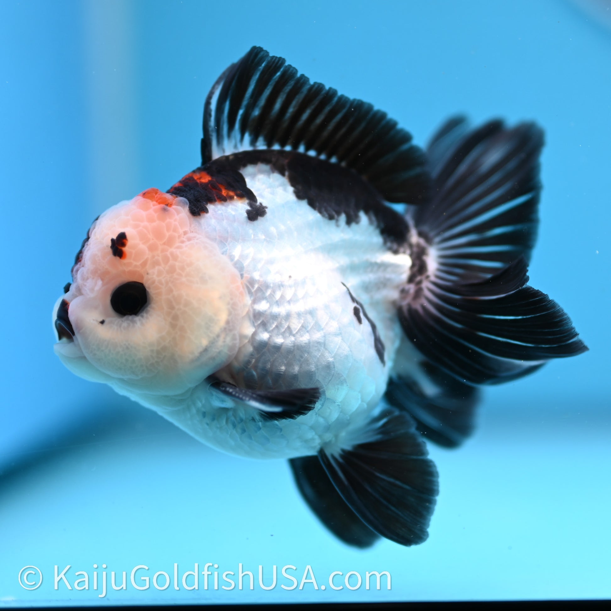 Tricolor Rose Tail YuanBao Oranda 3in body (240726_OR05) - Kaiju Goldfish USA