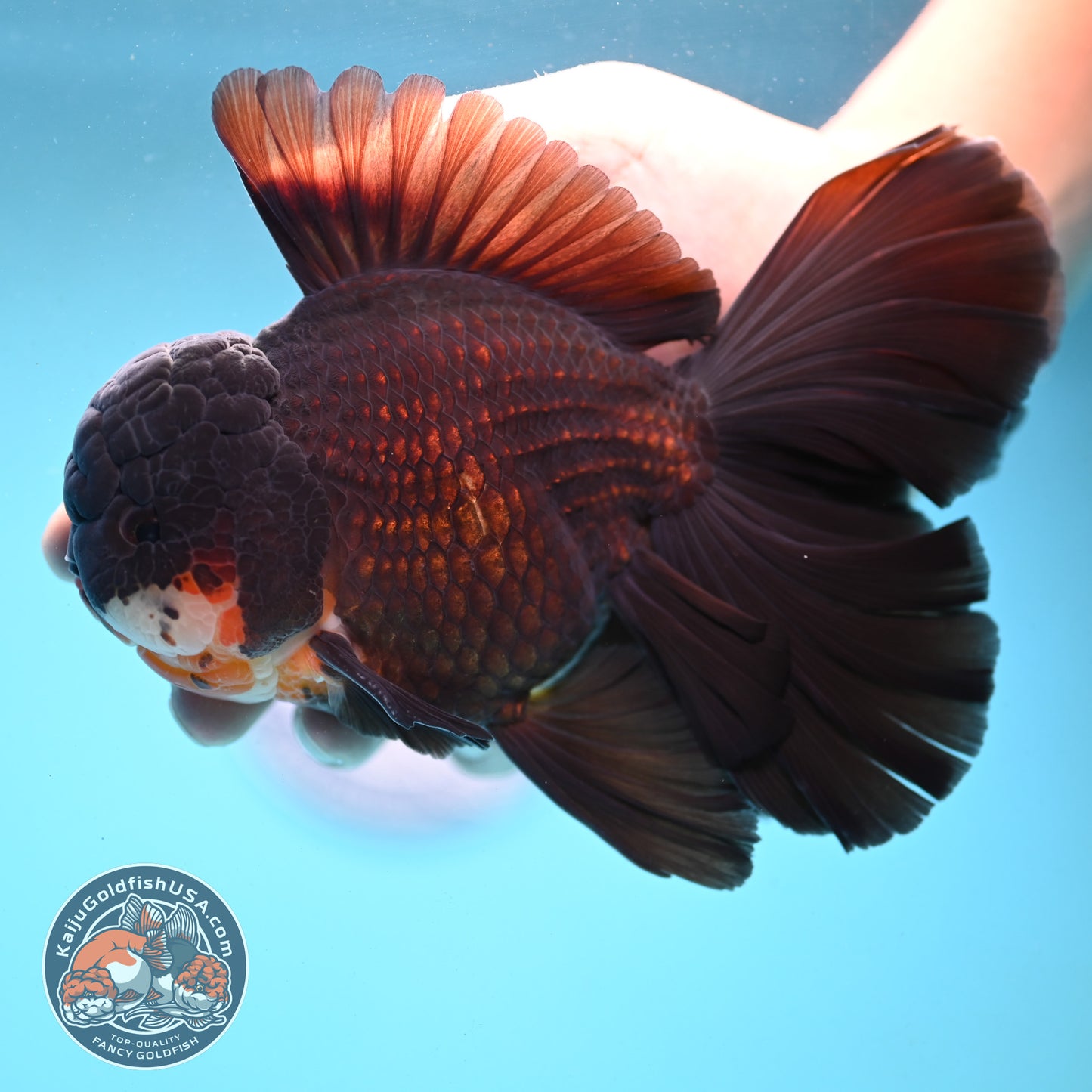 Black Orchid Tail Oranda 4.5 inch Body (251003_OR05)