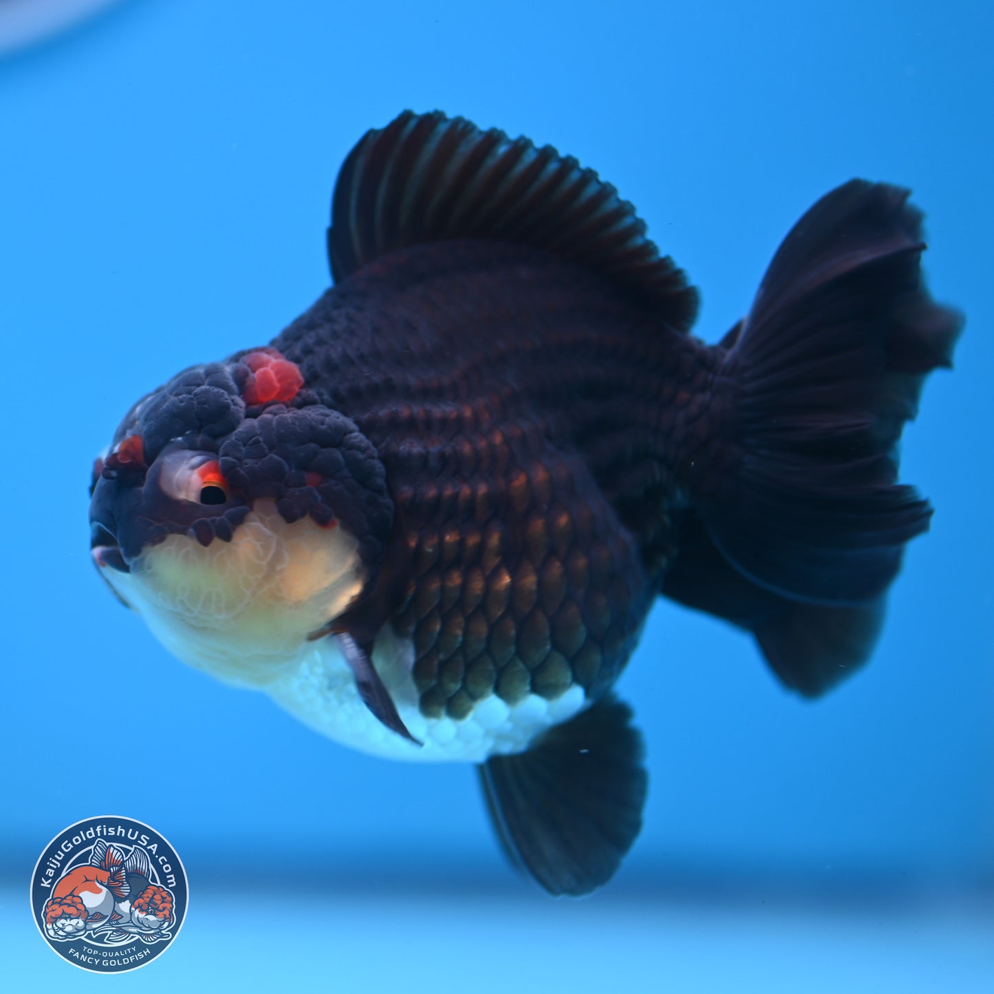 Panda YuanBao Oranda 3.5 inches Body - Male (250103_OR05) - Kaiju Goldfish USA