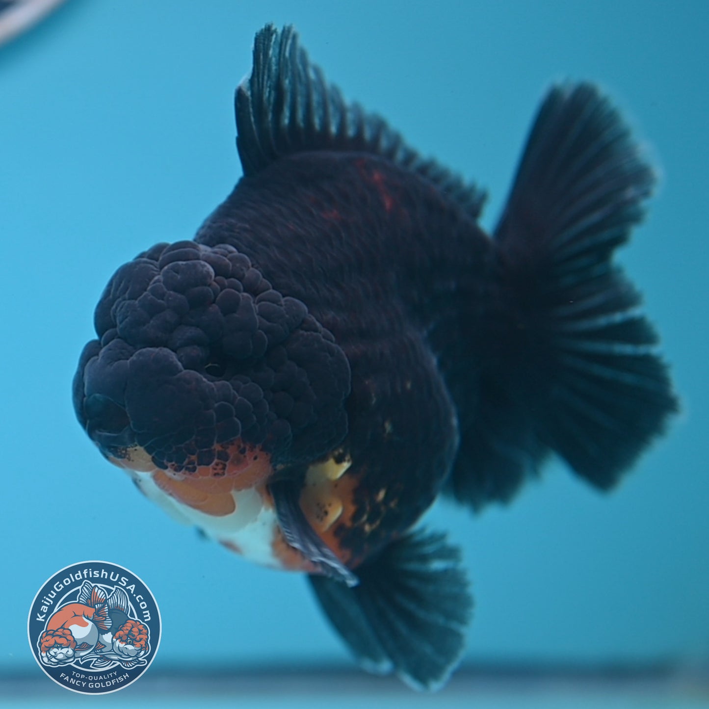 Kirin Oranda 4 inches Body (250530_OR05)