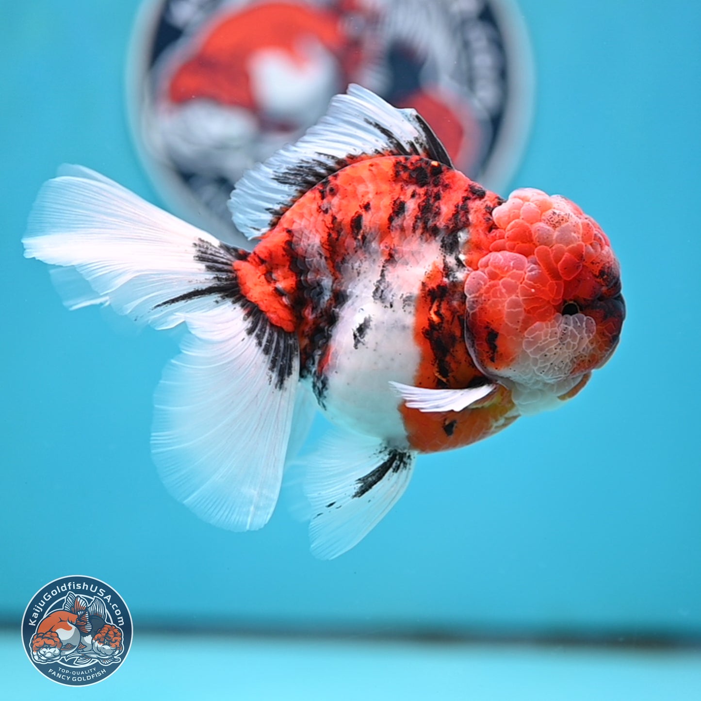 Tricolor Tiger Rose Tail Oranda 4 inches Body - Male (250404_OR05)