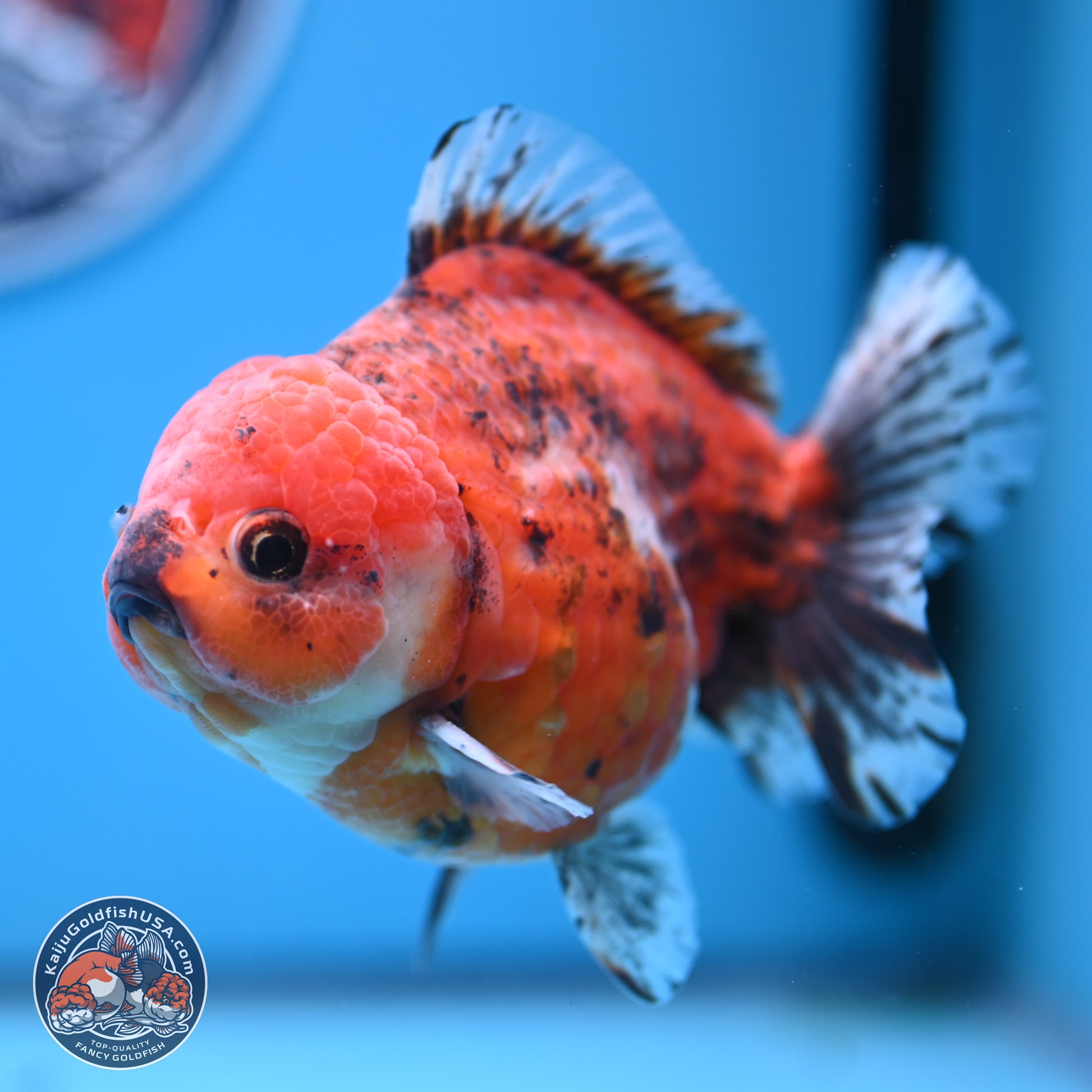 Tricolor Tiger YuanBao Oranda 5 inches - Male (241129_OR05) - Kaiju Goldfish USA