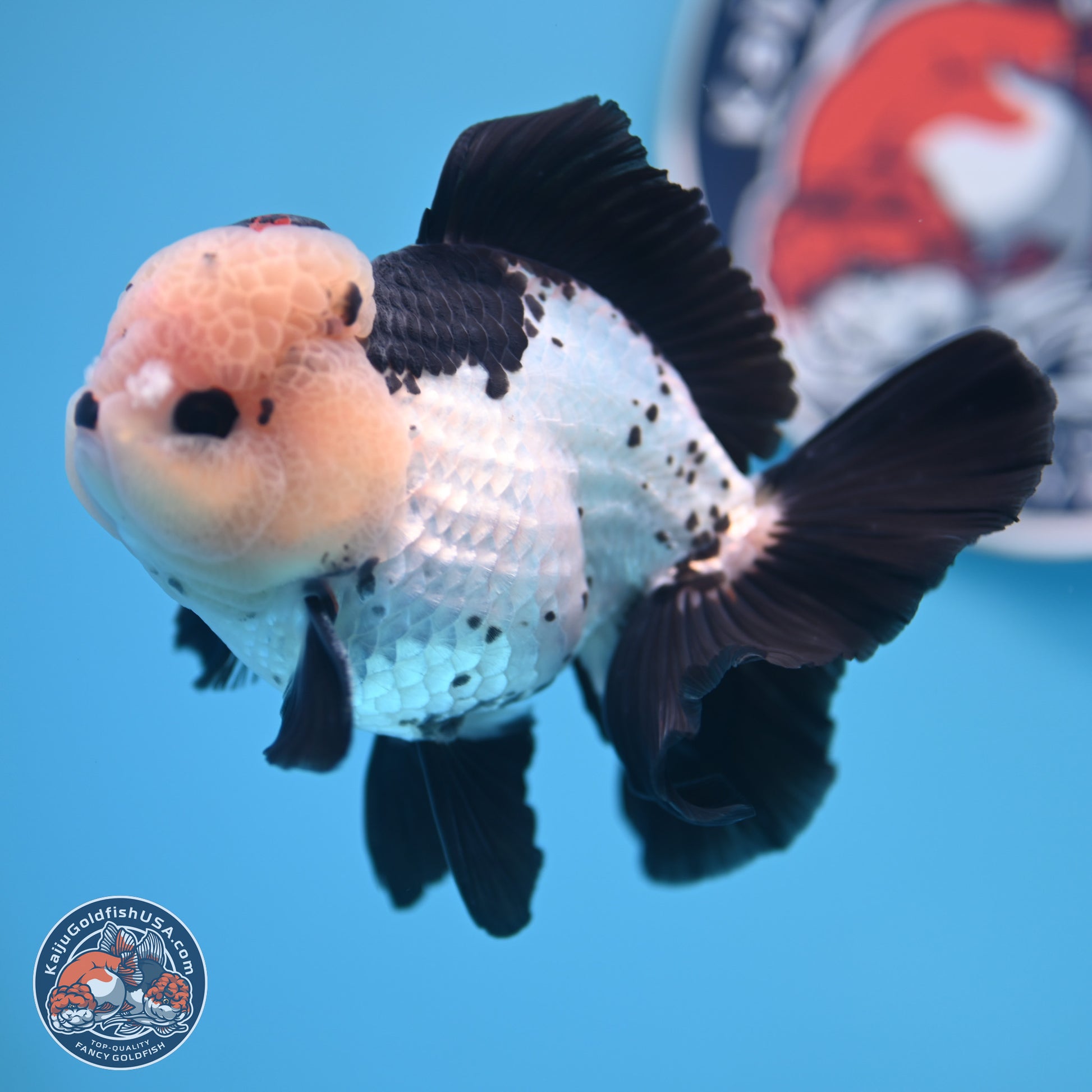 Tricolor Rose Tail Oranda 4.7 inches (241101_OR05) - Kaiju Goldfish USA