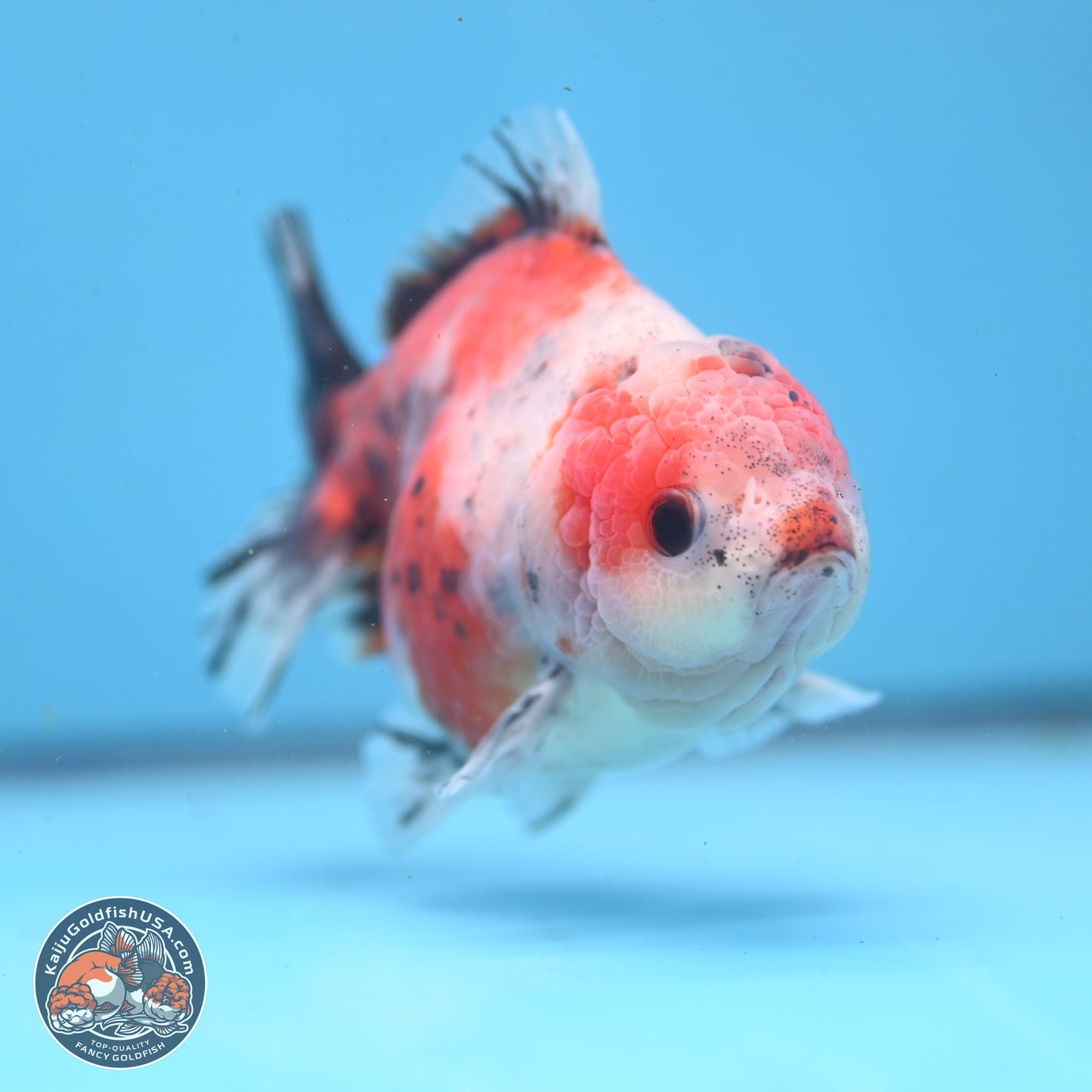 Tricolor Sakura YuanBao Oranda 5 inches - Male (241122_OR05) - Kaiju Goldfish USA