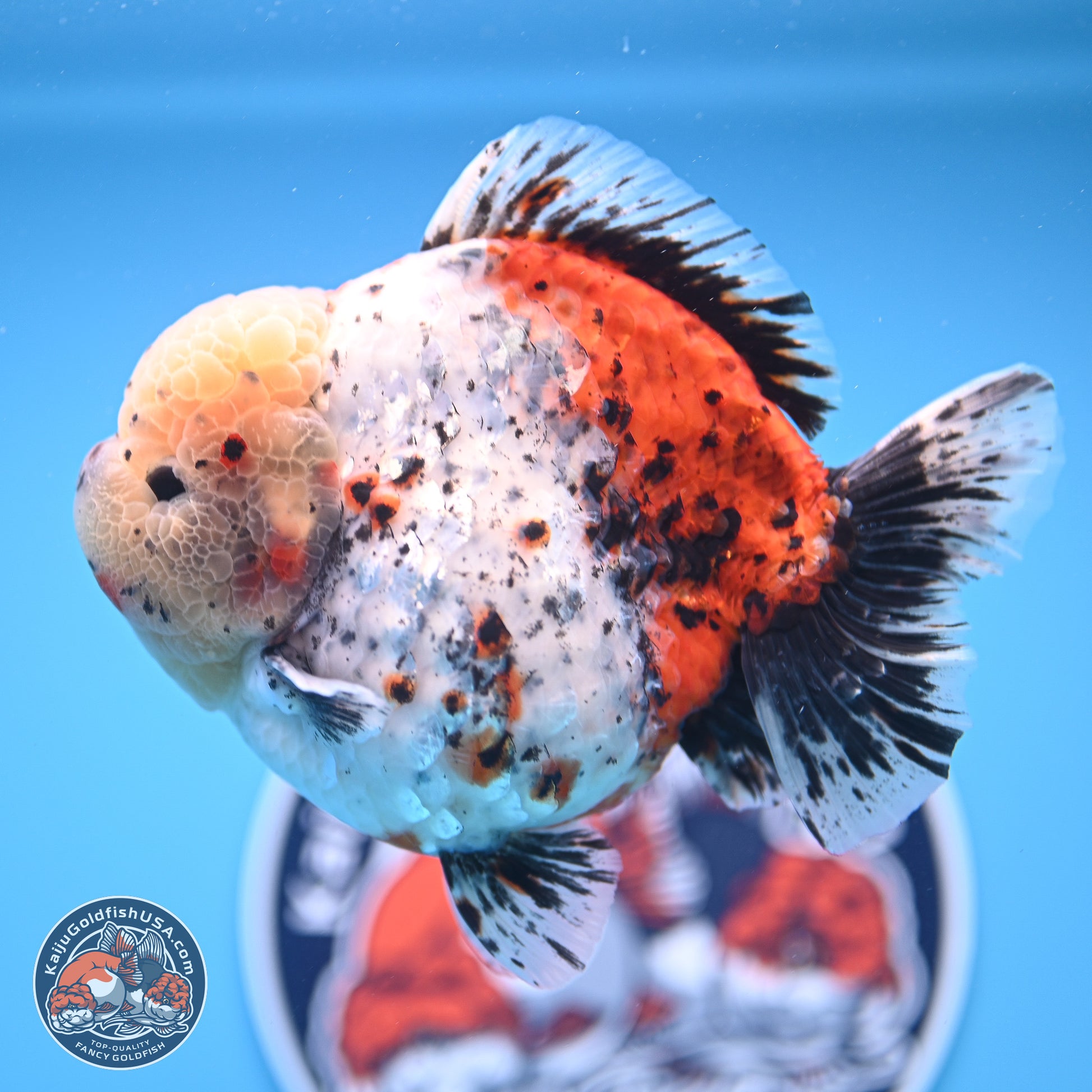 Jumbo Shogun Godzilla Calico Oranda 5in Body (240823_OR5) - Overnight shipping only - Kaiju Goldfish USA