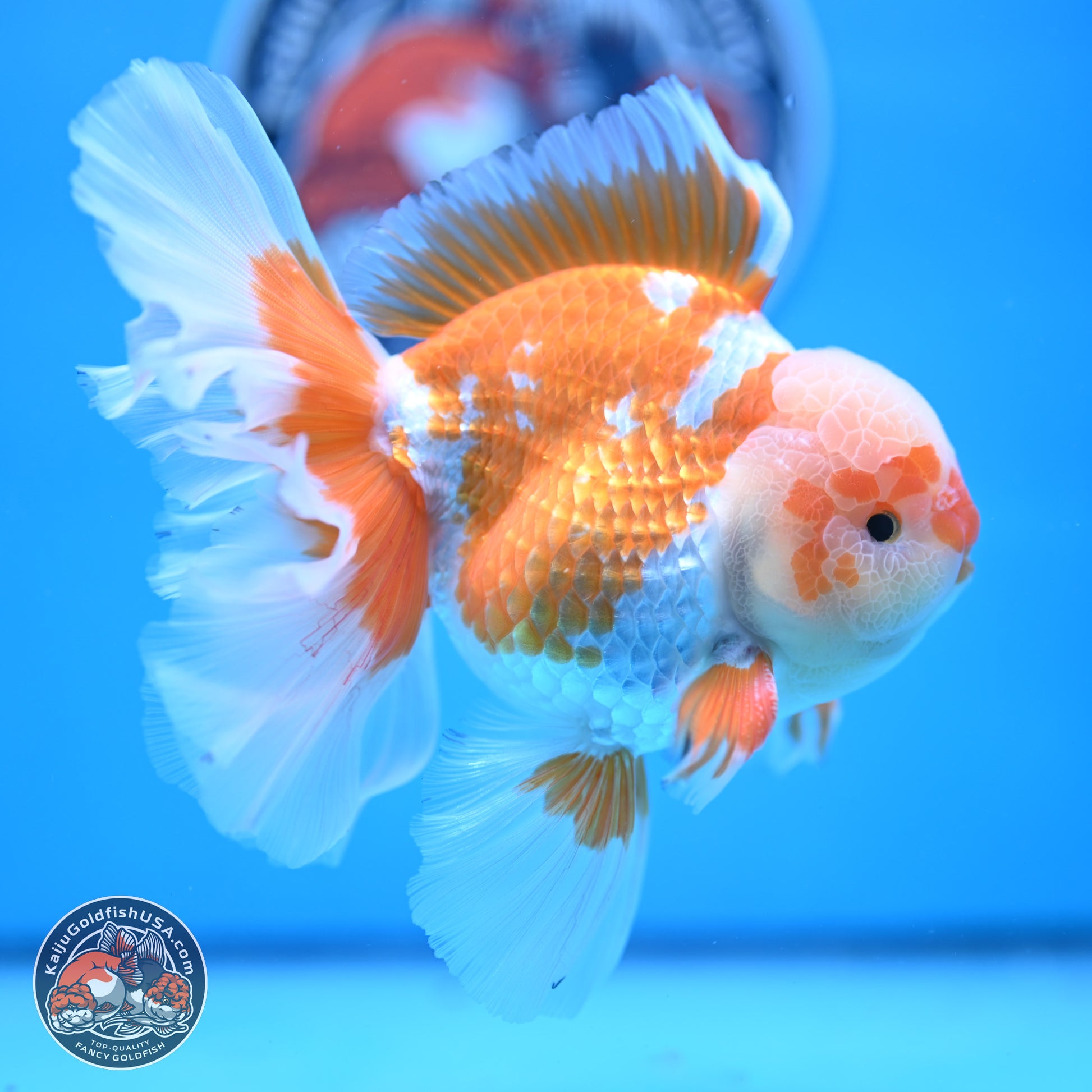 Red White Rose Tail Oranda 4-6.5 inches (240906_OR05) - Kaiju Goldfish USA