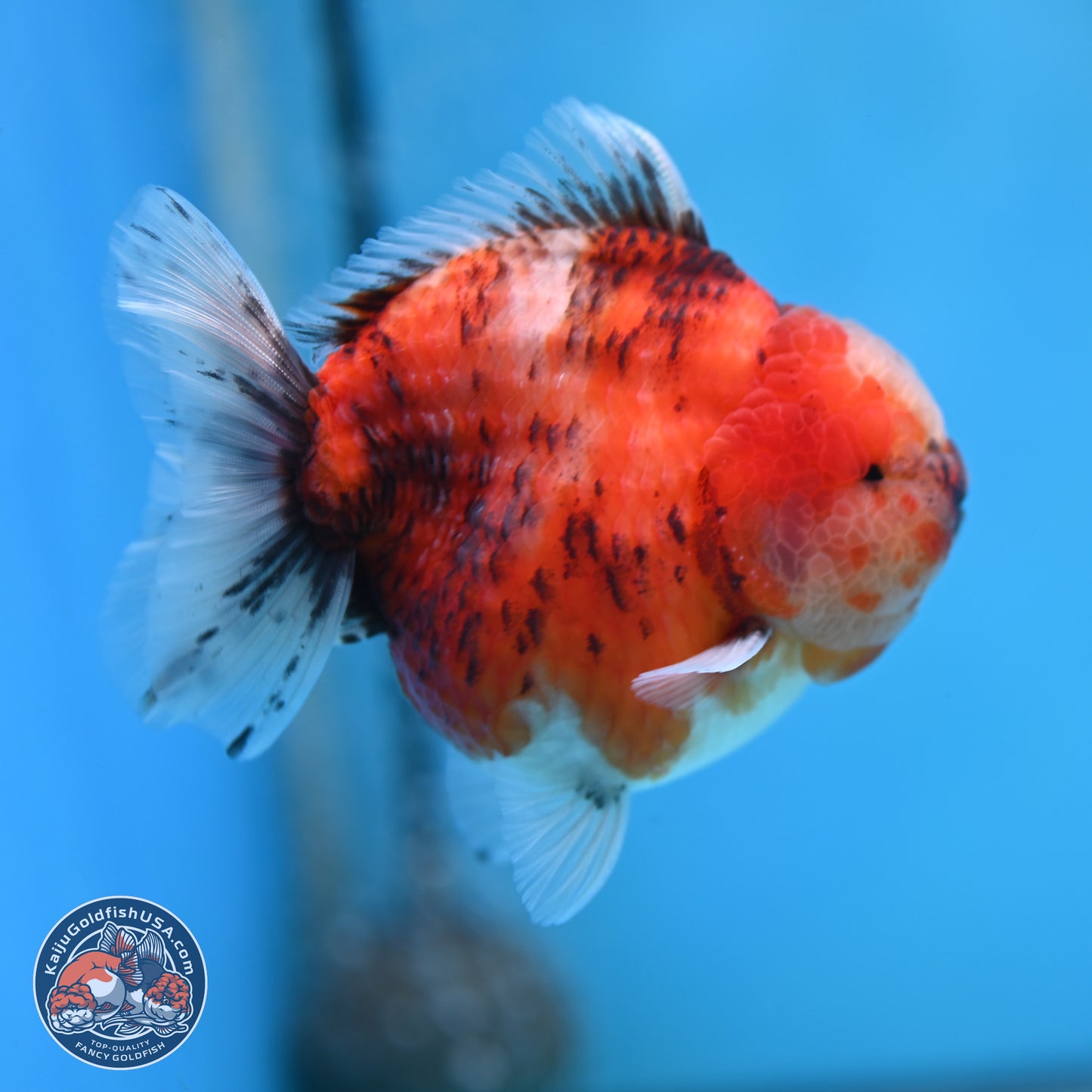 Tricolor Tiger YuanBao Oranda 3.25 inches Body - Male (250321_OR05)
