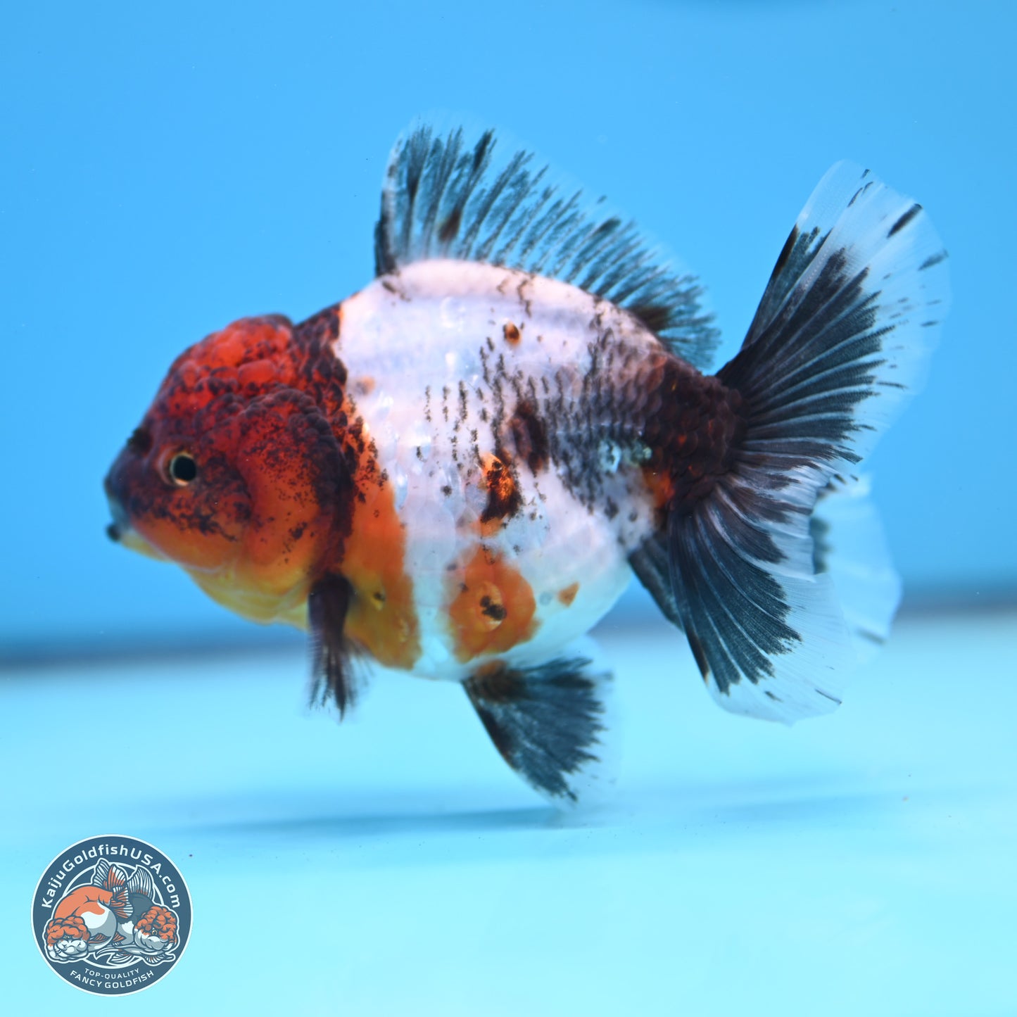 Shogun Calico Oranda 3.5-4 inches (241004_OR05) - Kaiju Goldfish USA