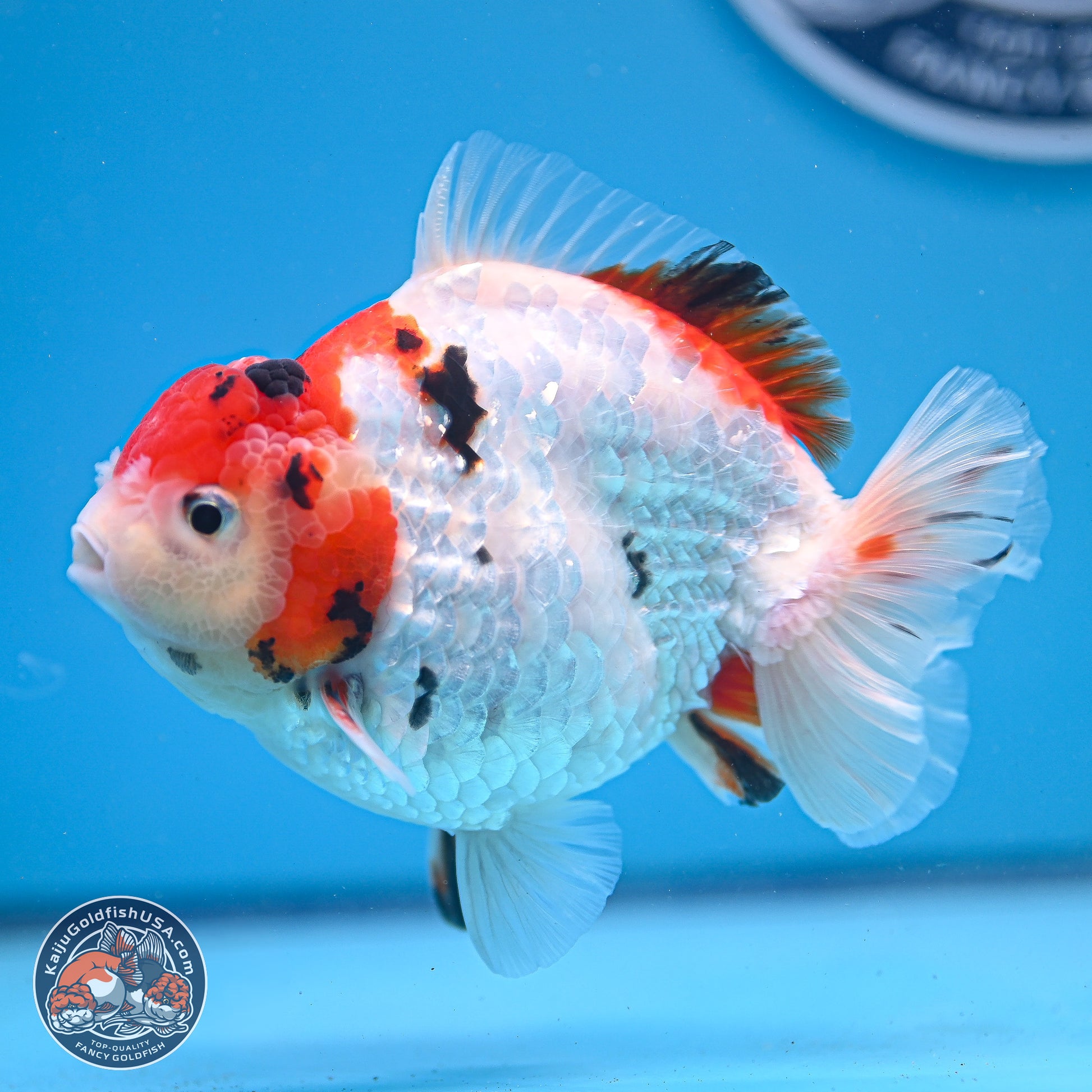 Tricolor YuanBao Oranda 4-5 inches (240920_OR05) - Kaiju Goldfish USA