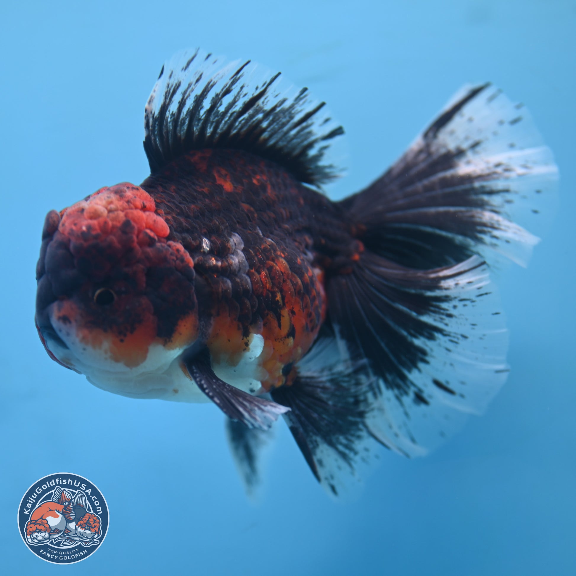 Red Kirin Rose Tail Oranda 6.5 inches - Male (241115_OR05) - Kaiju Goldfish USA