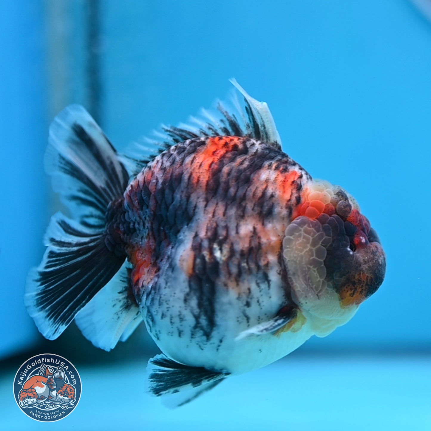 Tricolor Tiger YuanBao Oranda 3.75 inches Body - Male (250307_OR05)