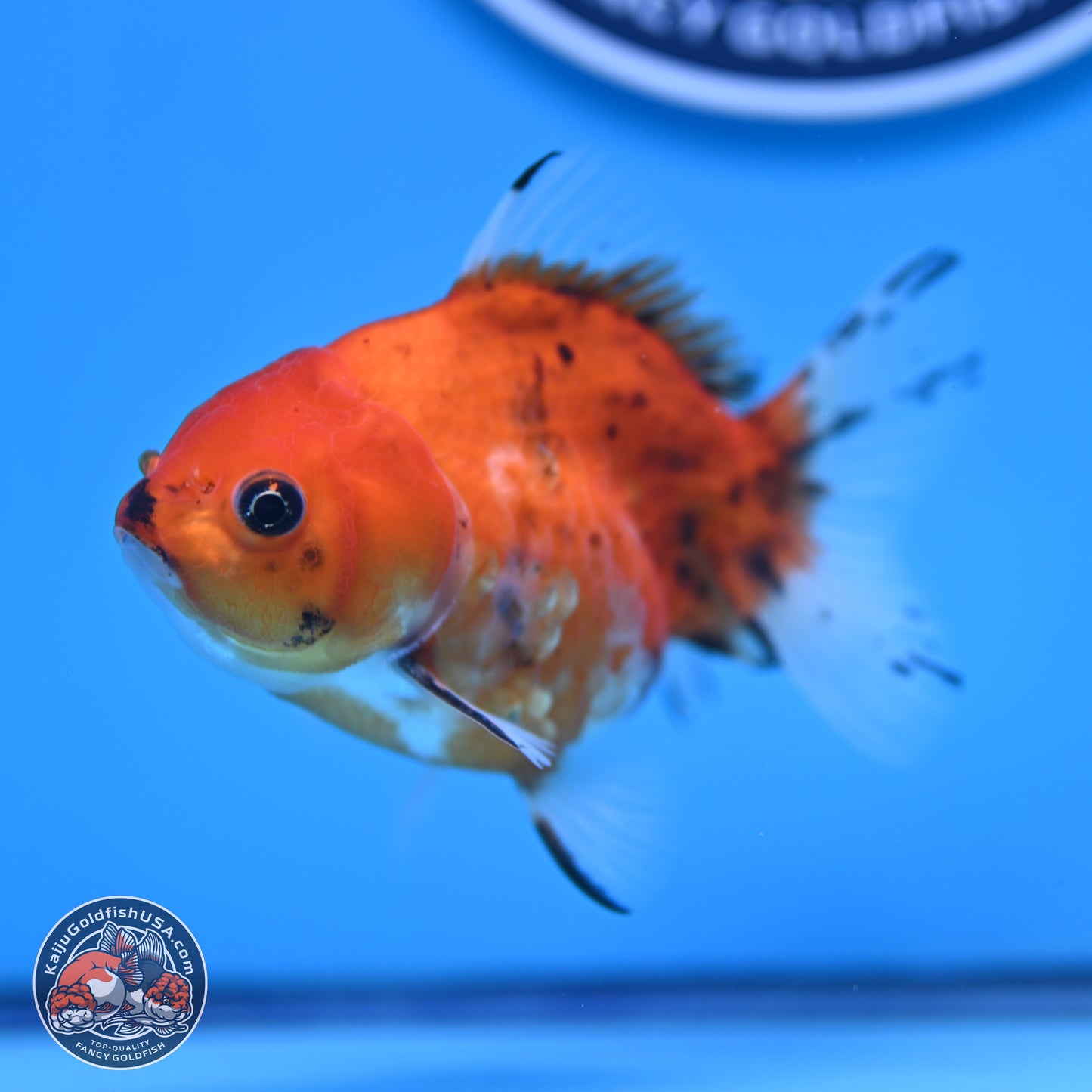 Calico Oranda 3.25in Body (240816_OR5) - Kaiju Goldfish USA