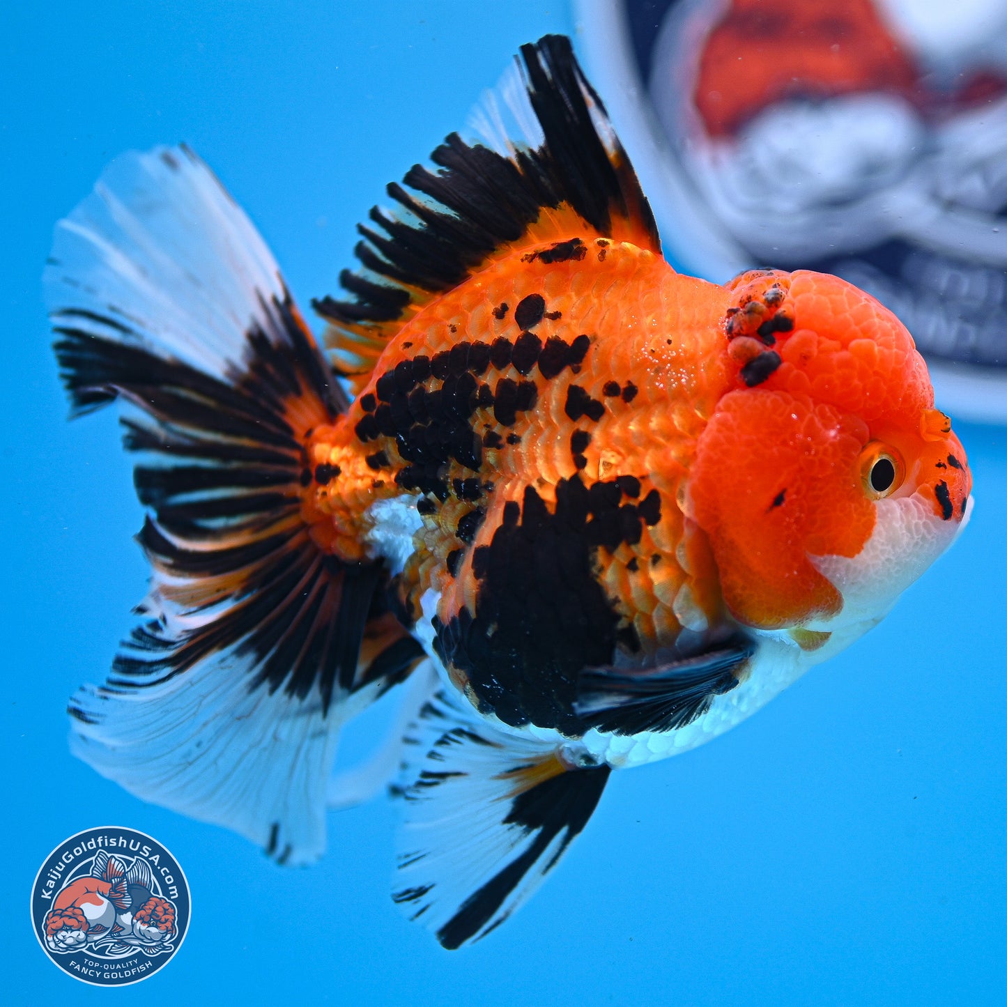 Tricolor Rose Tail Oranda 3in Body (240830_OR05) - Kaiju Goldfish USA