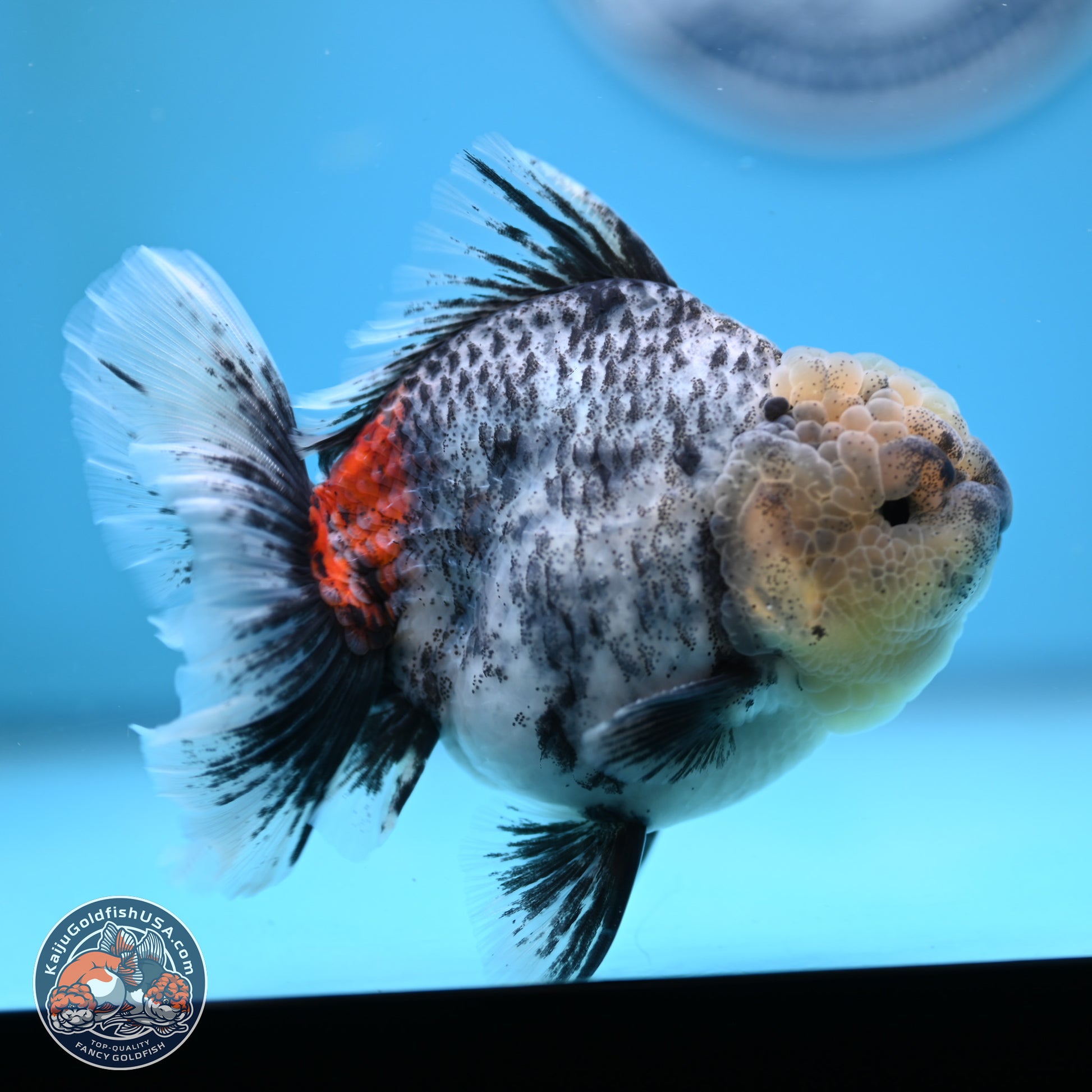 White Tiger Rose Tail Oranda 4.7 inches (241025_OR05) - Kaiju Goldfish USA