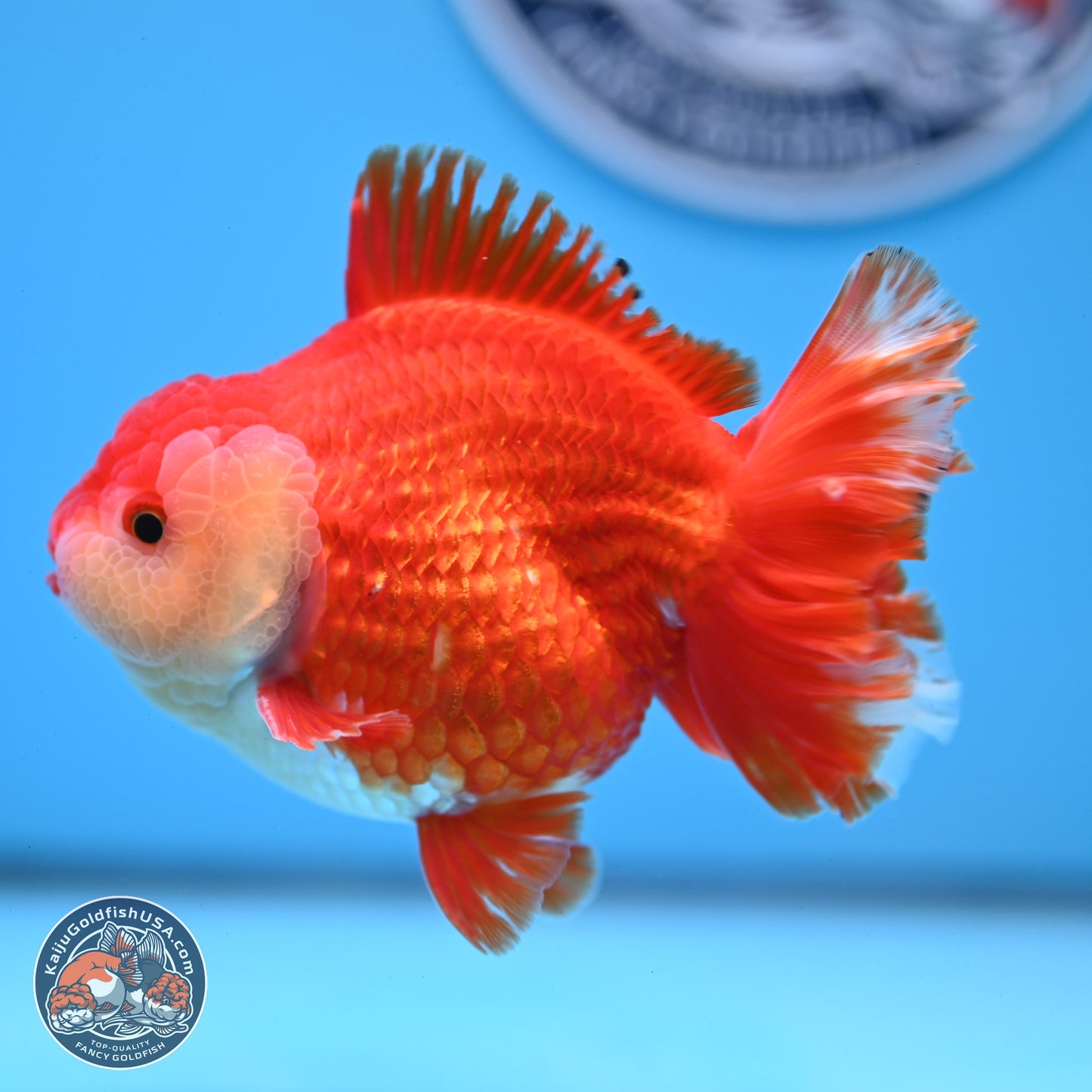Red White YuanBao Oranda 3.5 inches Body - Male (250228_OR05)
