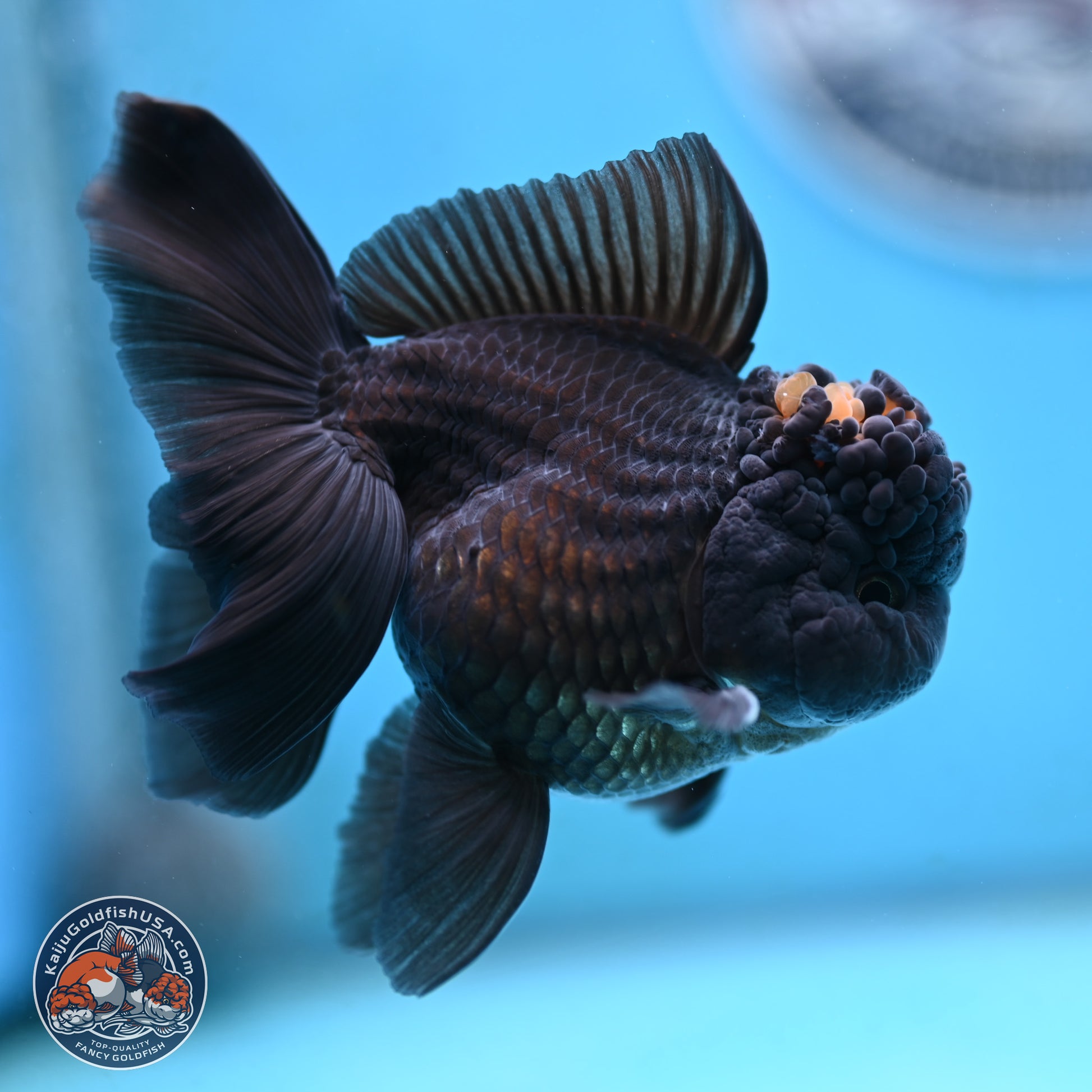 Marbled Wen Black Rose Tail Oranda 3 inches Body - Male (250117_OR05) - Kaiju Goldfish USA