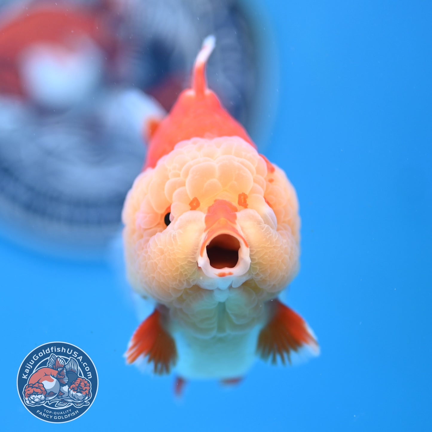 Chicken Face Red White Oranda 4 inches Body (250523_OR05)