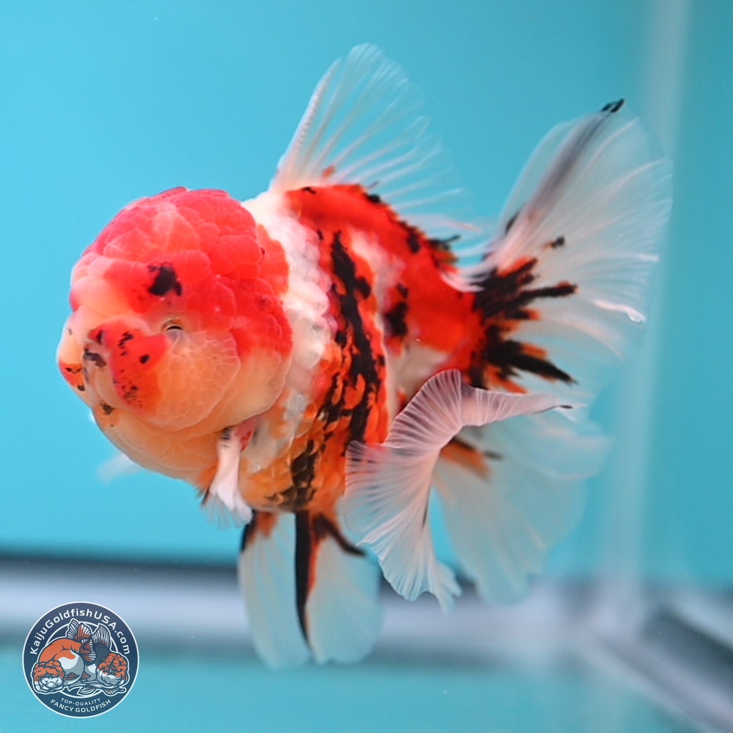 Tricolor Tiger Rose Tail Oranda 3.75 inches Body - Male (250207_OR05)