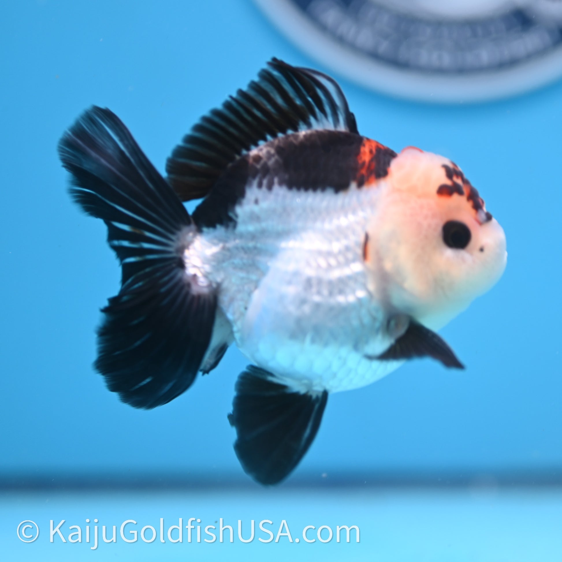 Tricolor Rose Tail YuanBao Oranda 3in body (240726_OR05) - Kaiju Goldfish USA