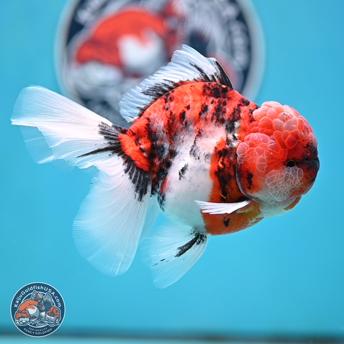Tricolor Tiger Rose Tail Oranda 4 inches Body - Male (250404_OR05)