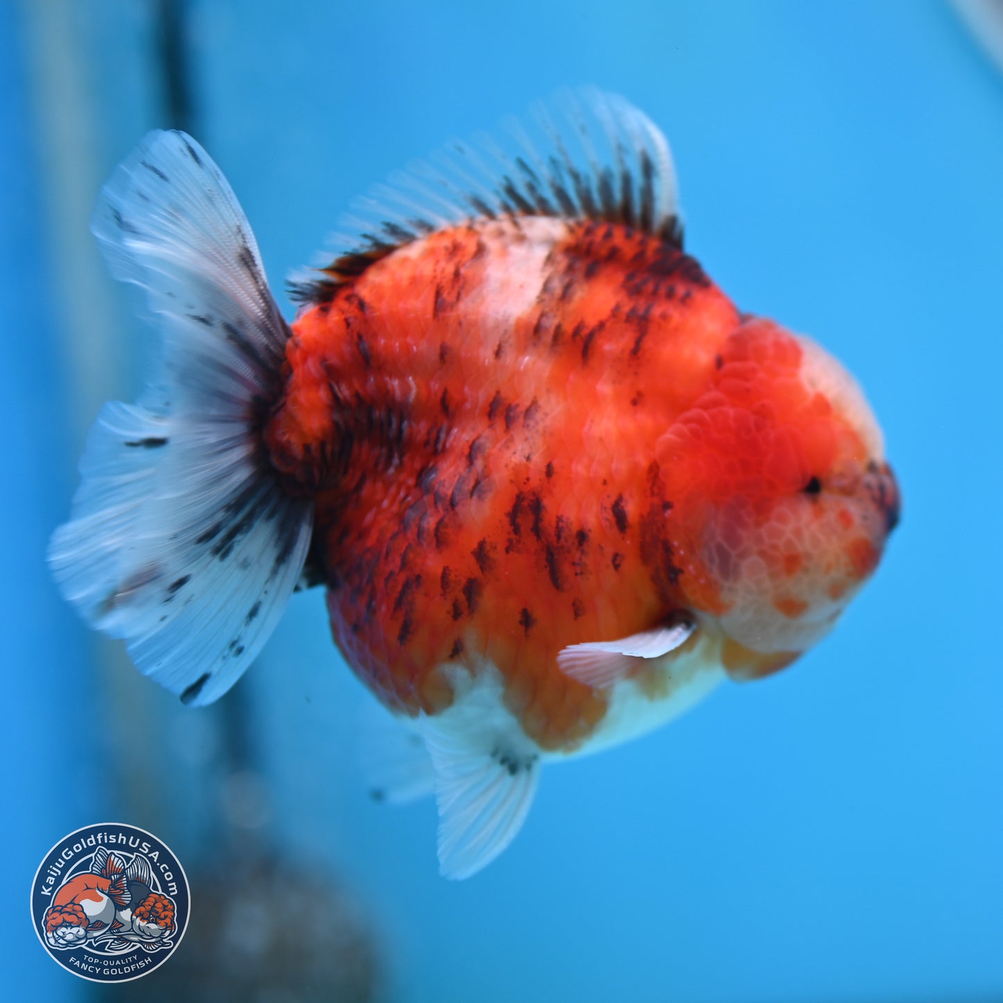 Tricolor Tiger YuanBao Oranda 3.25 inches Body - Male (250321_OR05)