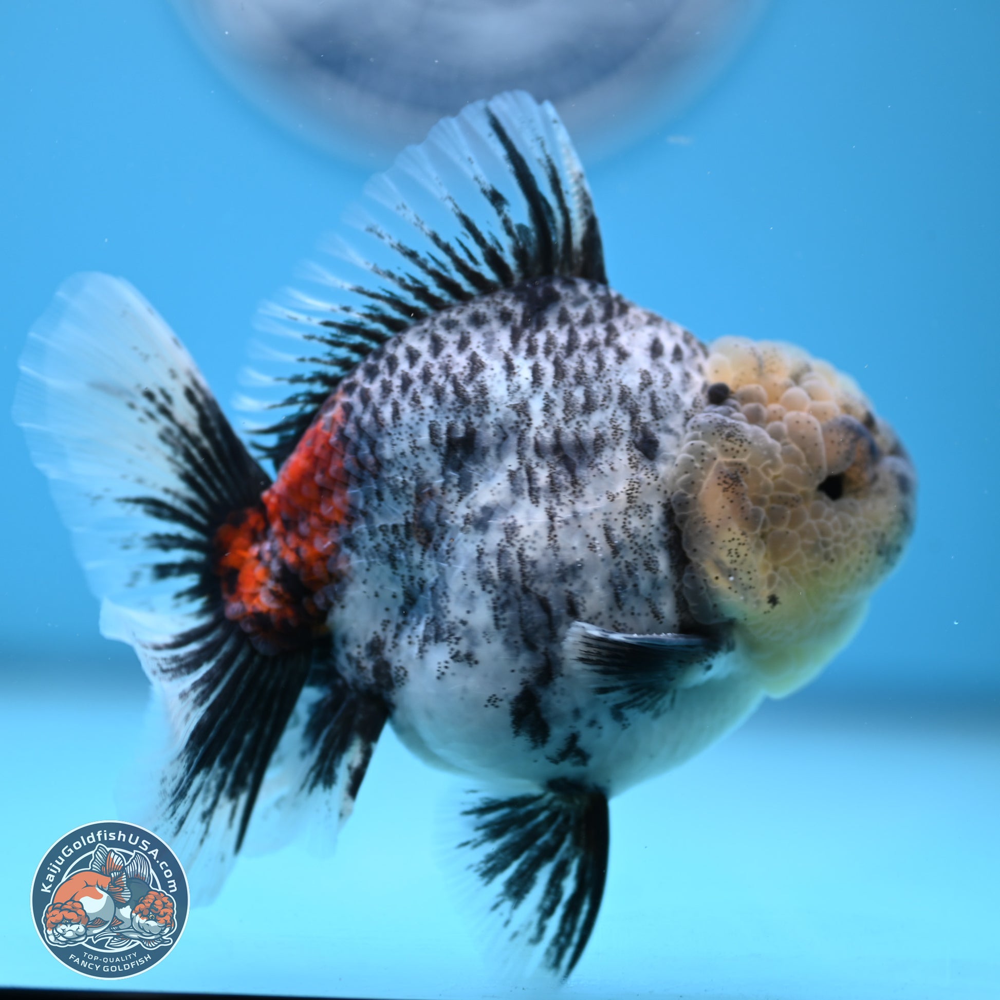 White Tiger Rose Tail Oranda 4.7 inches (241025_OR05) - Kaiju Goldfish USA