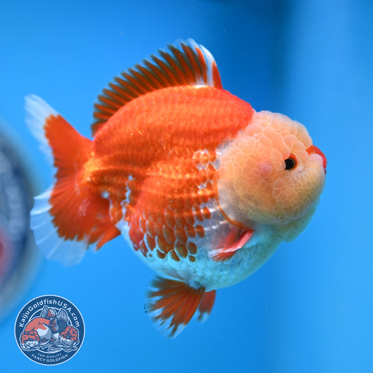 Chicken Face Red White Oranda 4 inches Body (250523_OR05)