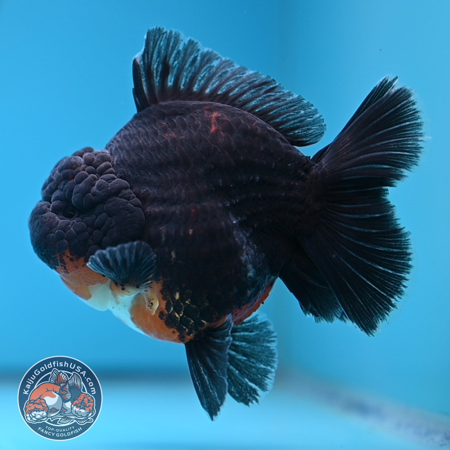 Kirin Oranda 4 inches Body (250530_OR05)