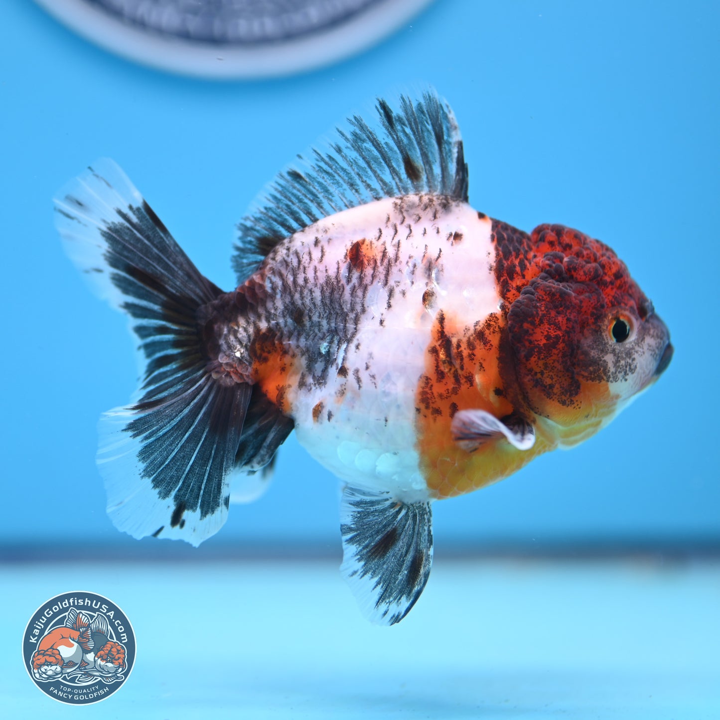 Shogun Calico Oranda 3.5-4 inches (241004_OR05) - Kaiju Goldfish USA