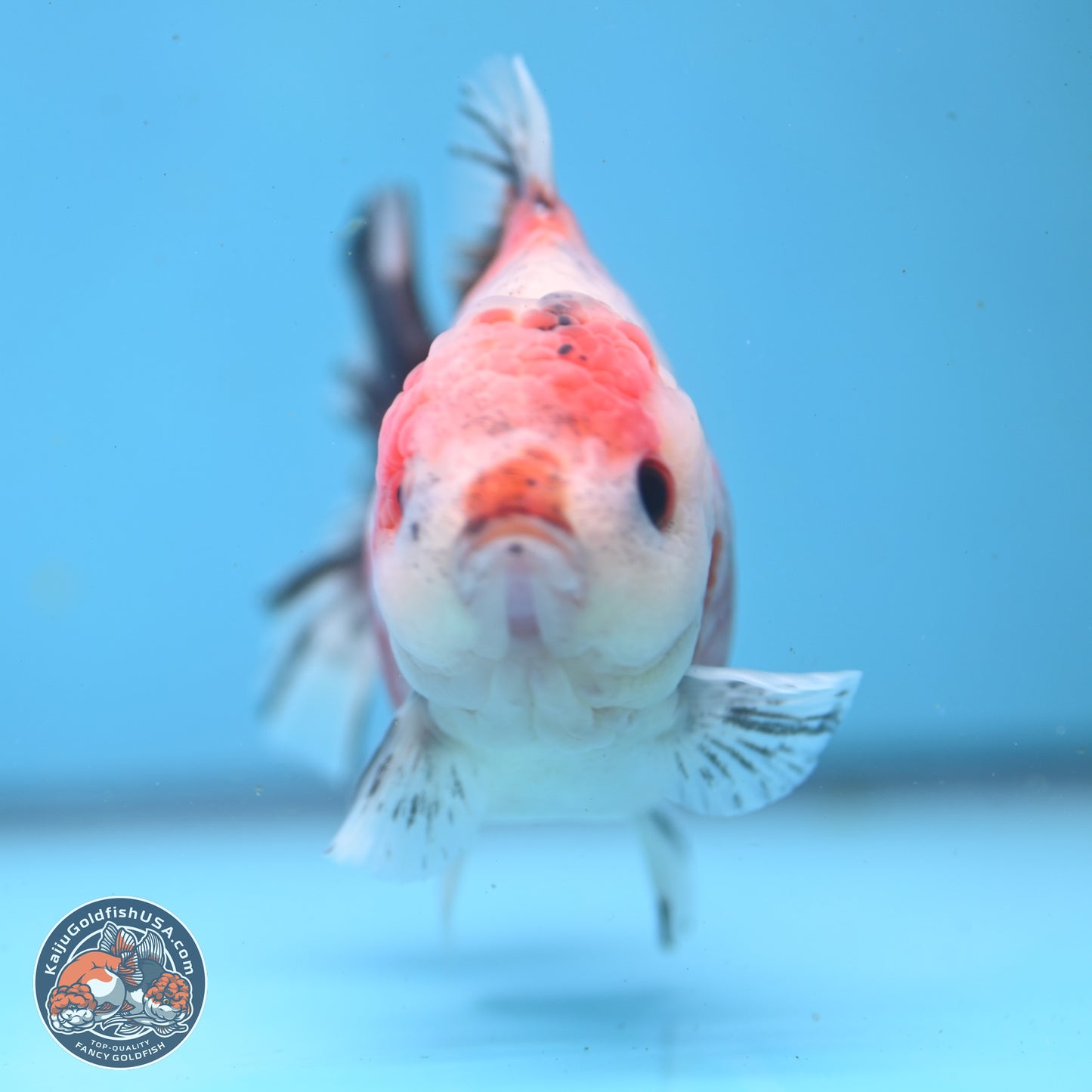 Tricolor Sakura YuanBao Oranda 5 inches - Male (241122_OR05) - Kaiju Goldfish USA