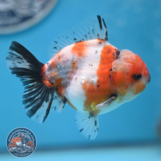 Shogun Tricolor Sakura Oranda 3.5 inches Body (250606_OR05)