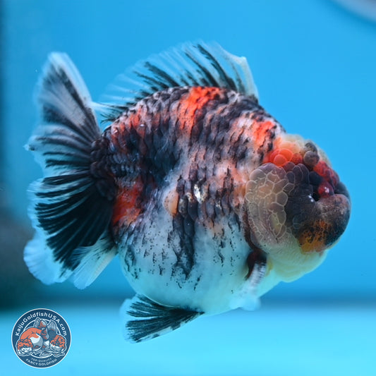 Tricolor Tiger YuanBao Oranda 3.75 inches Body - Male (250307_OR05)